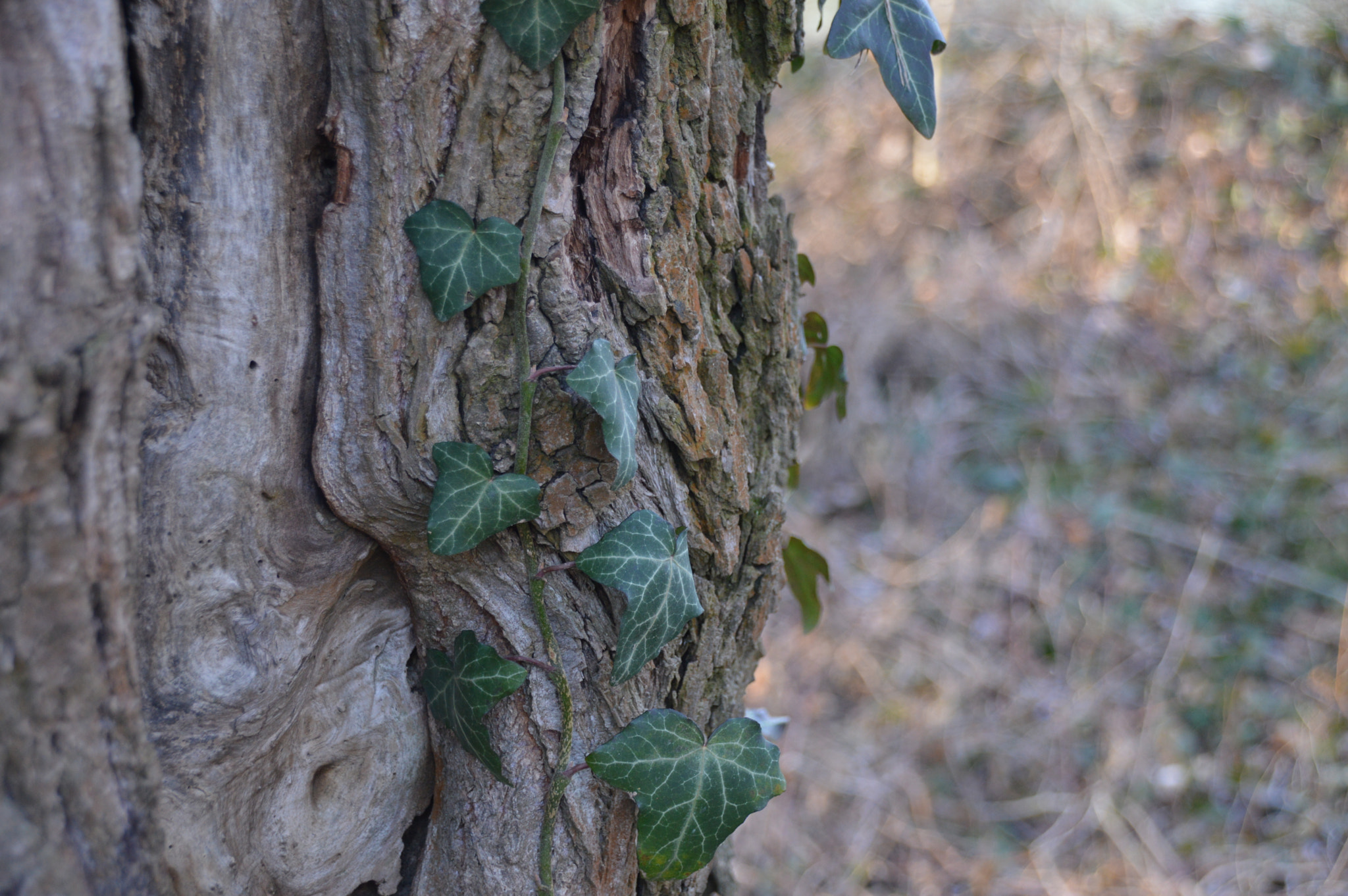 Nikon D3200 + Sigma 18-250mm F3.5-6.3 DC Macro OS HSM sample photo. Poison ivy photography