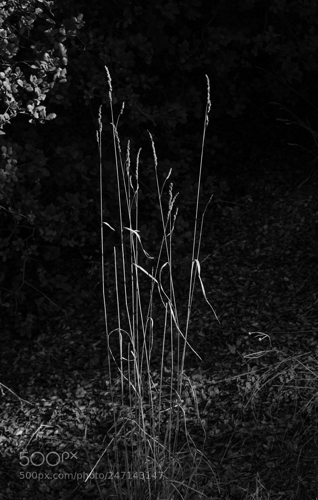 Olympus OM-D E-M10 sample photo. Weed in back light photography