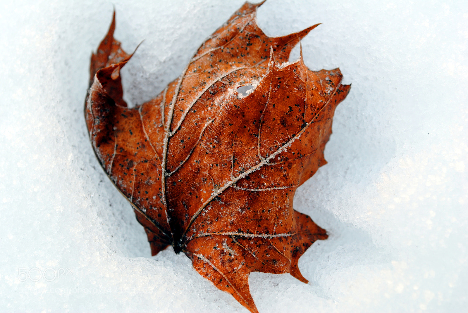 Nikon D3000 sample photo. Frozen maple leaf photography