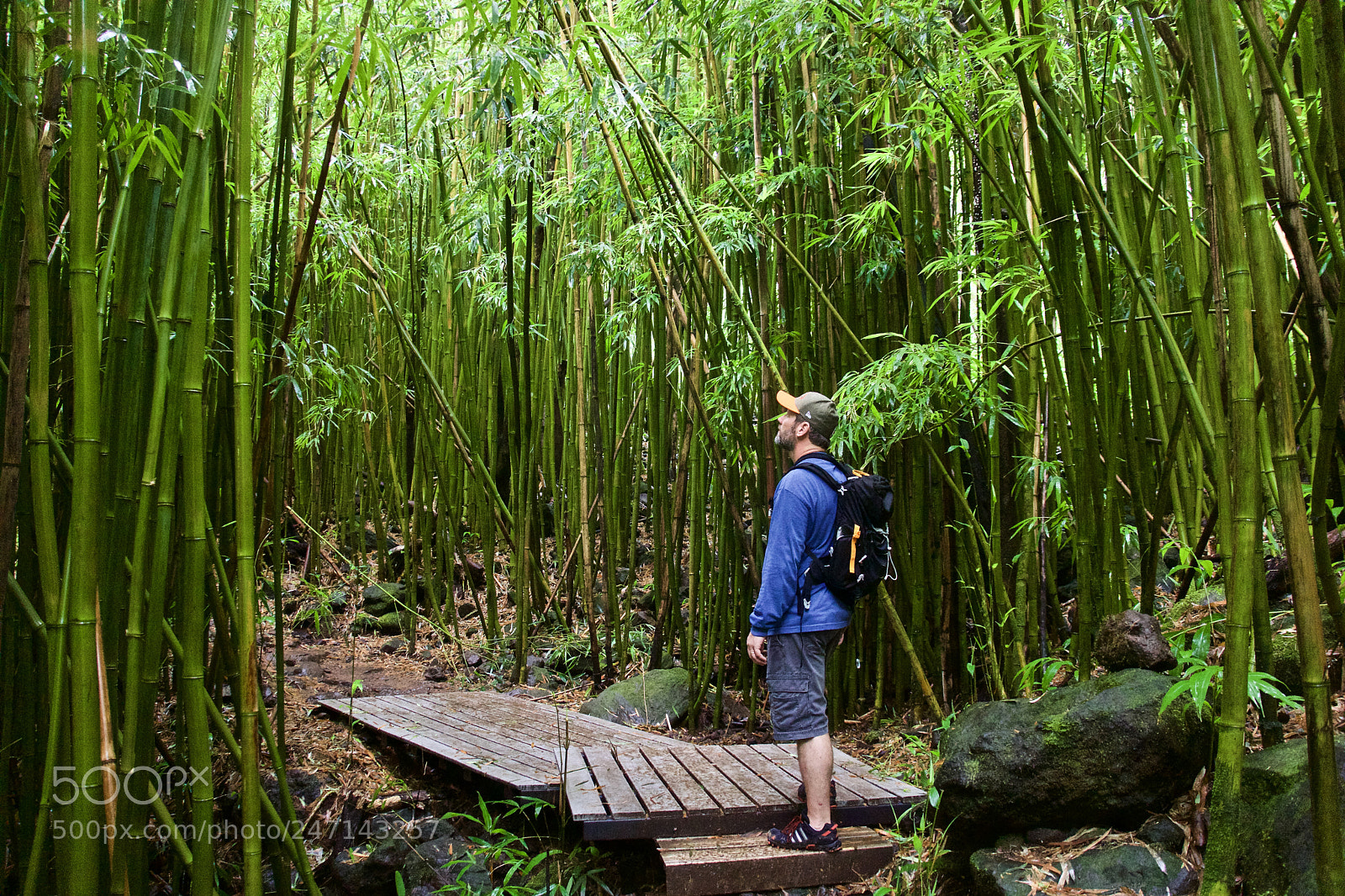 Sony Alpha NEX-7 sample photo. Bamboo forest photography