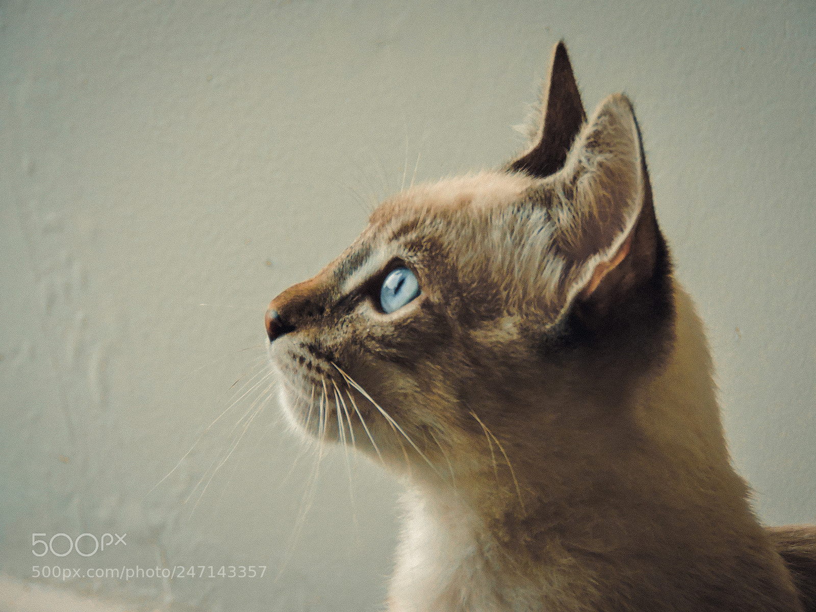 Nikon Coolpix P530 sample photo. Kitty portrait photography