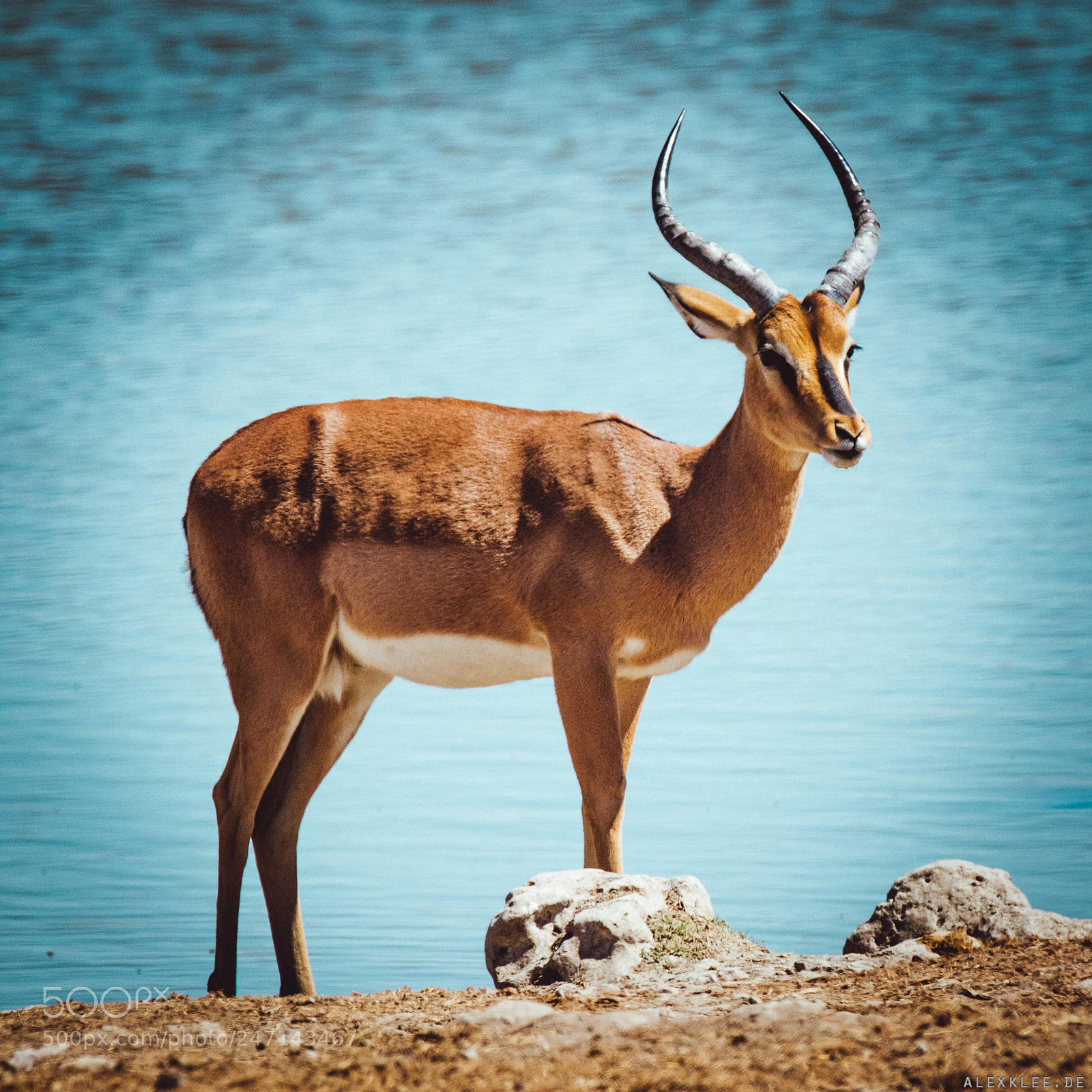 Canon EOS 7D Mark II sample photo. The black-faced impala photography