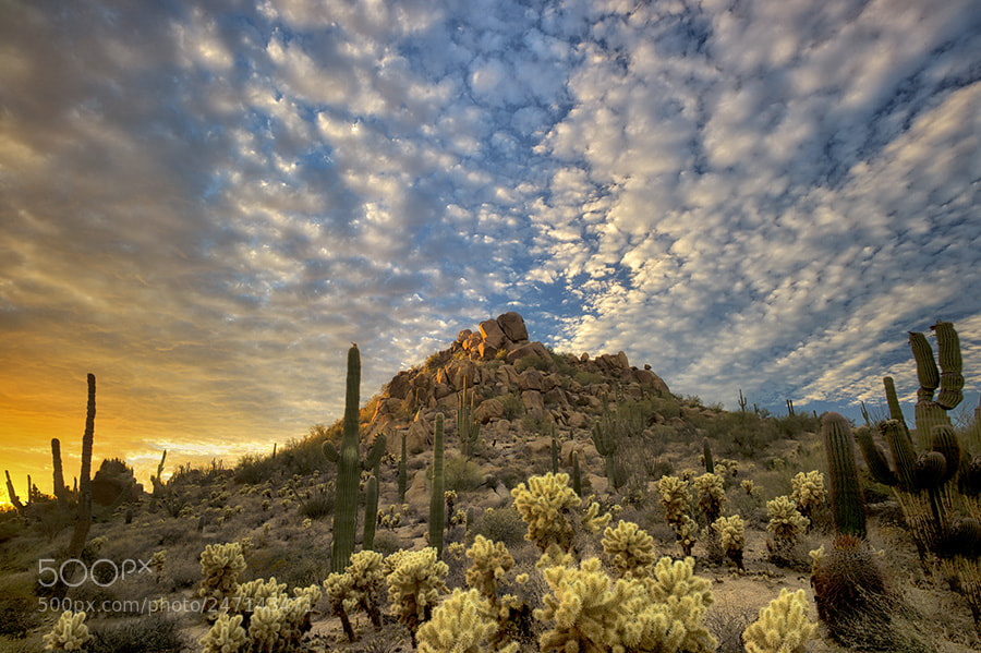 Leica M9 sample photo. Saguaro and cholla cactus photography