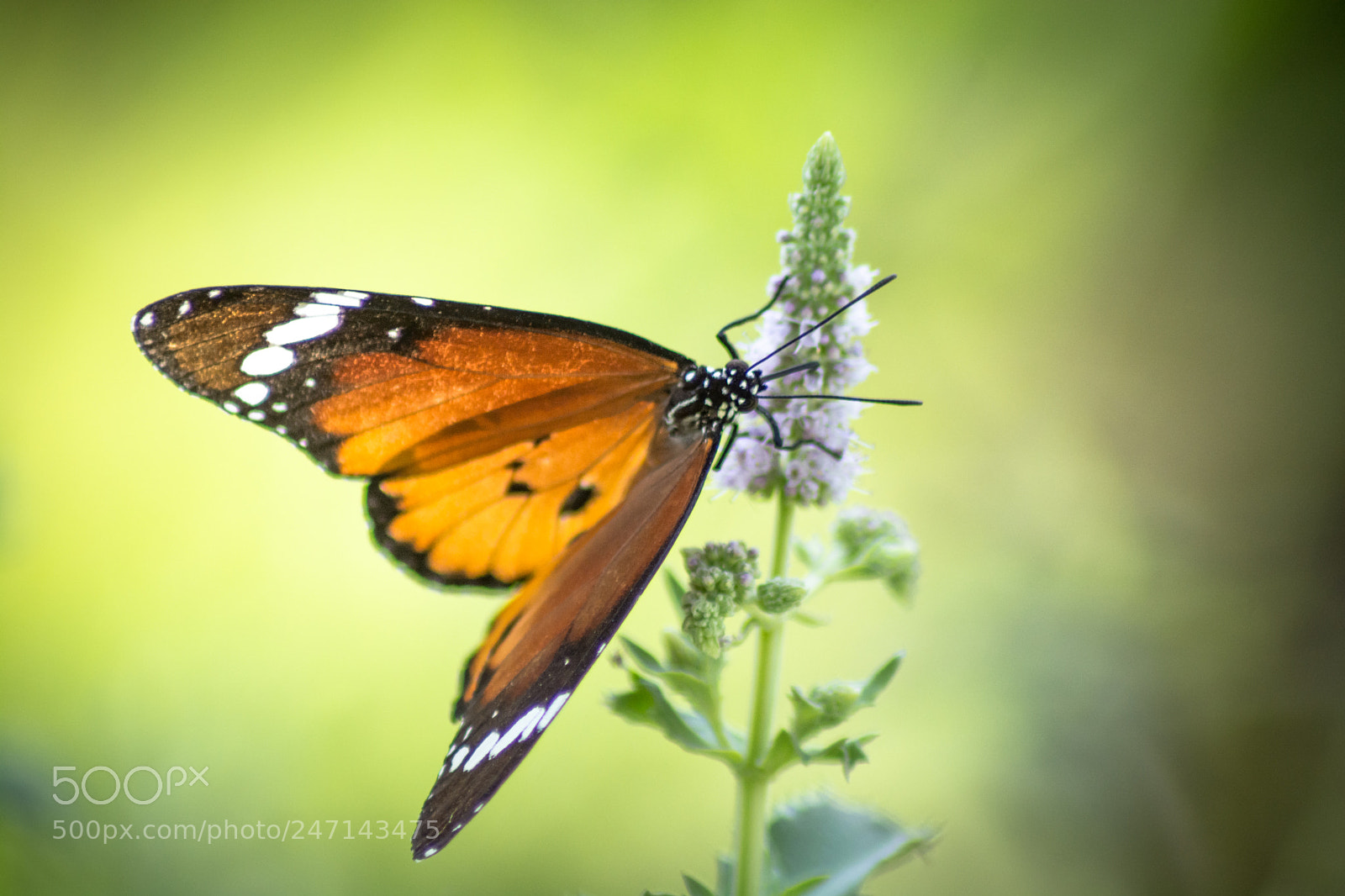 Nikon D5200 sample photo. Butterfly photography