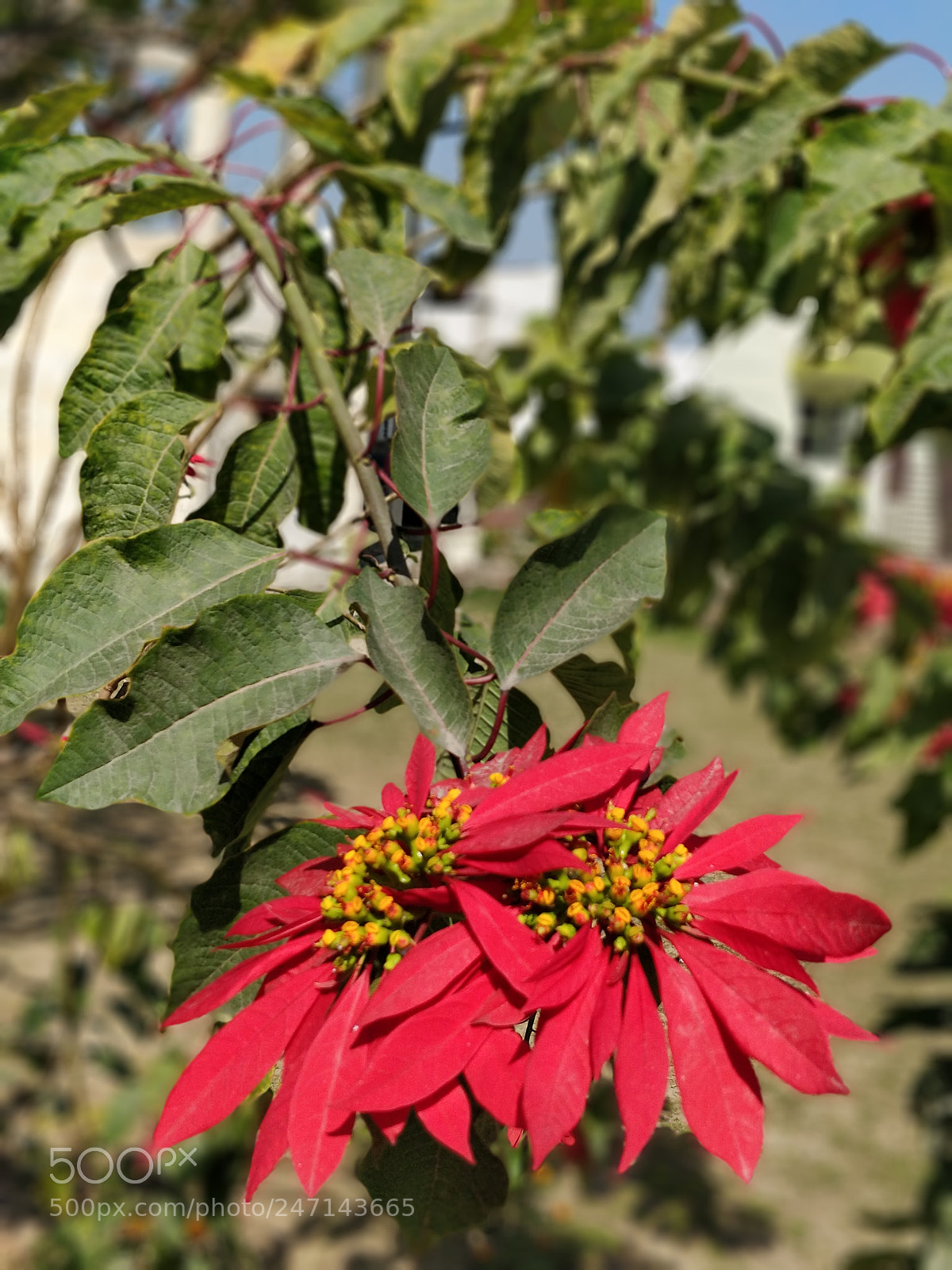 OnePlus 5 sample photo. Untitled photography