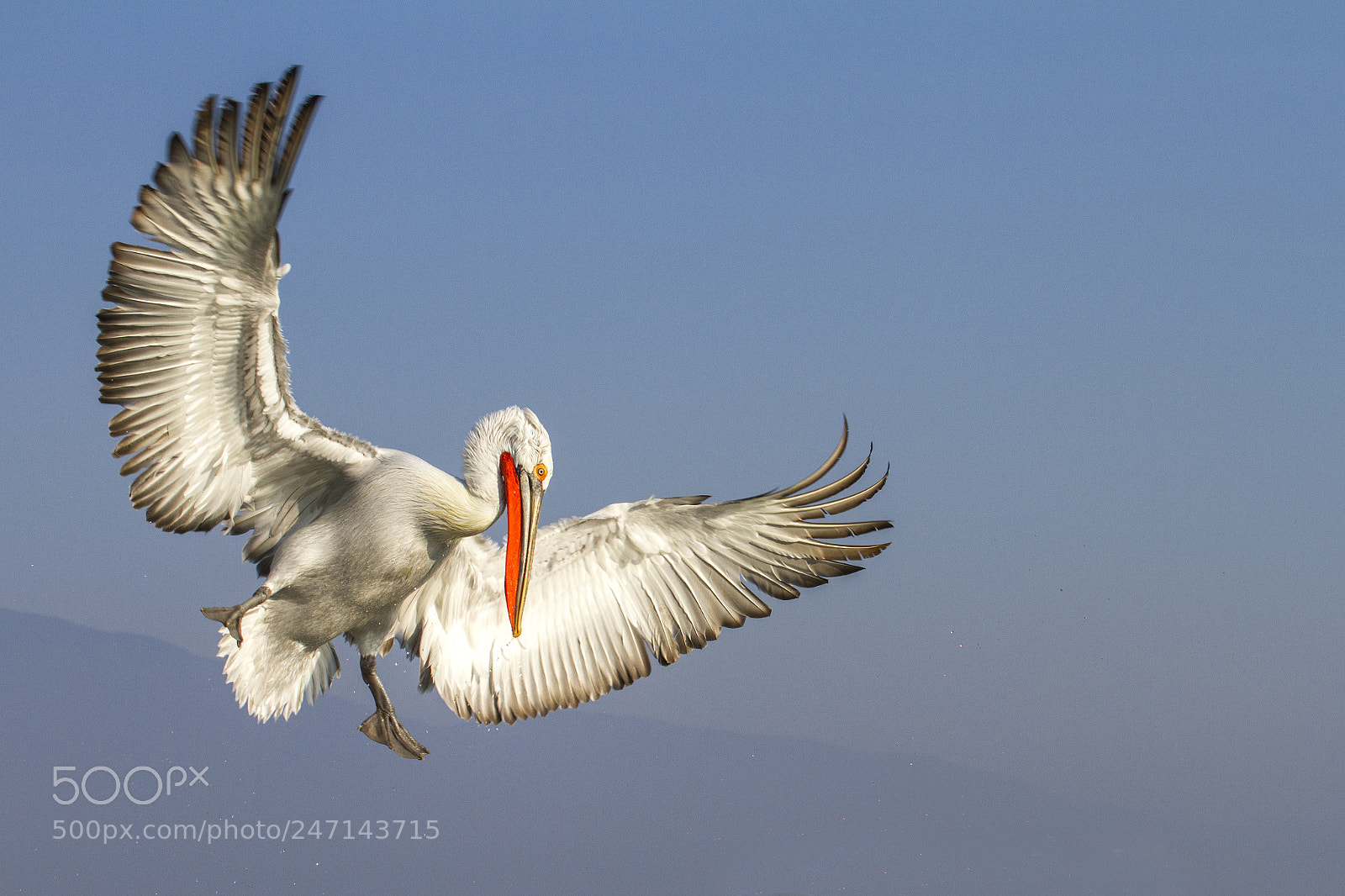 Canon EOS 7D sample photo. Great flight photography