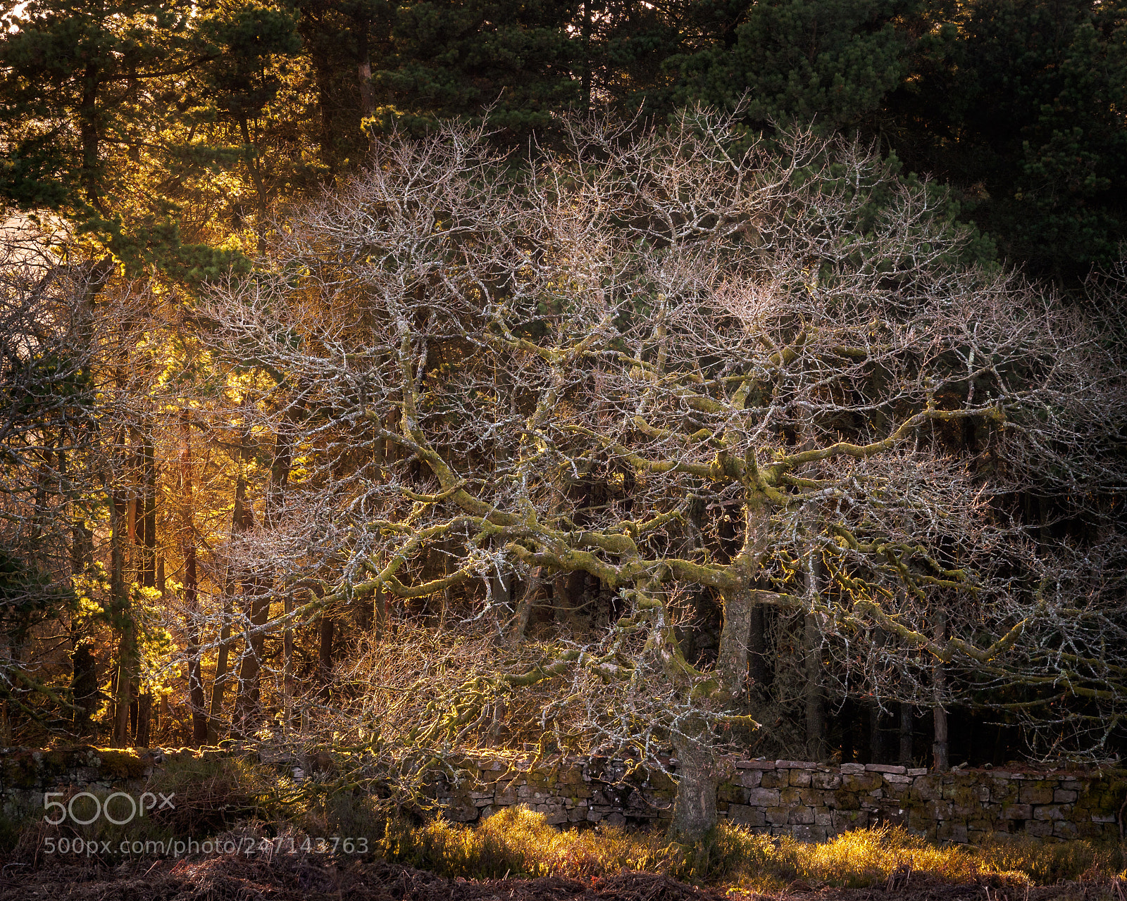 Olympus OM-D E-M10 II sample photo. Warm light, cold evening… photography