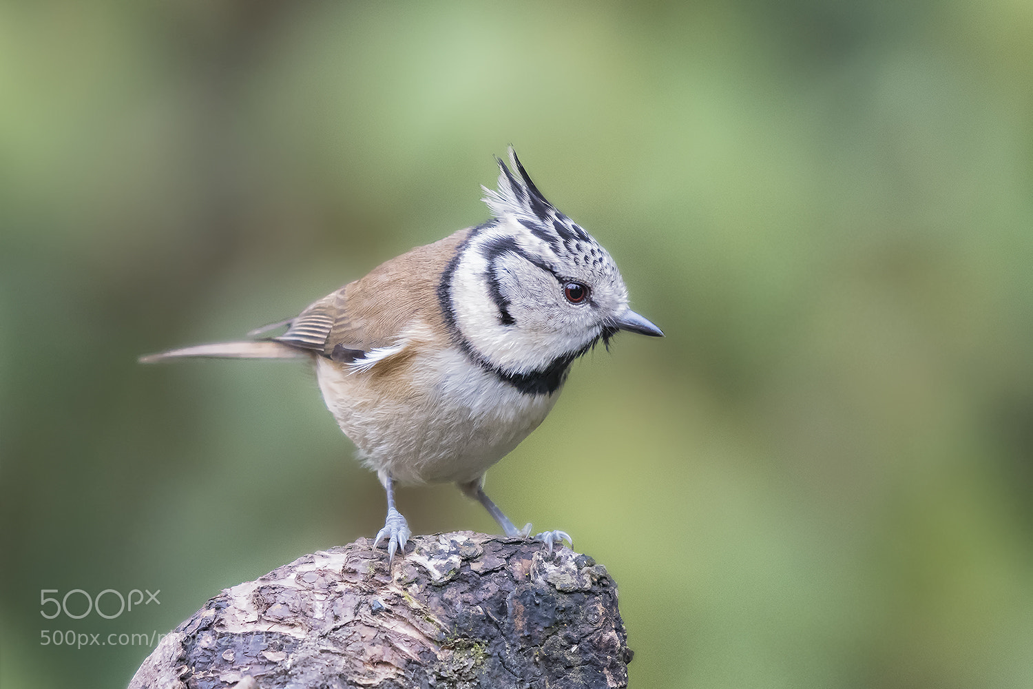 Nikon D500 sample photo. European crested tit photography