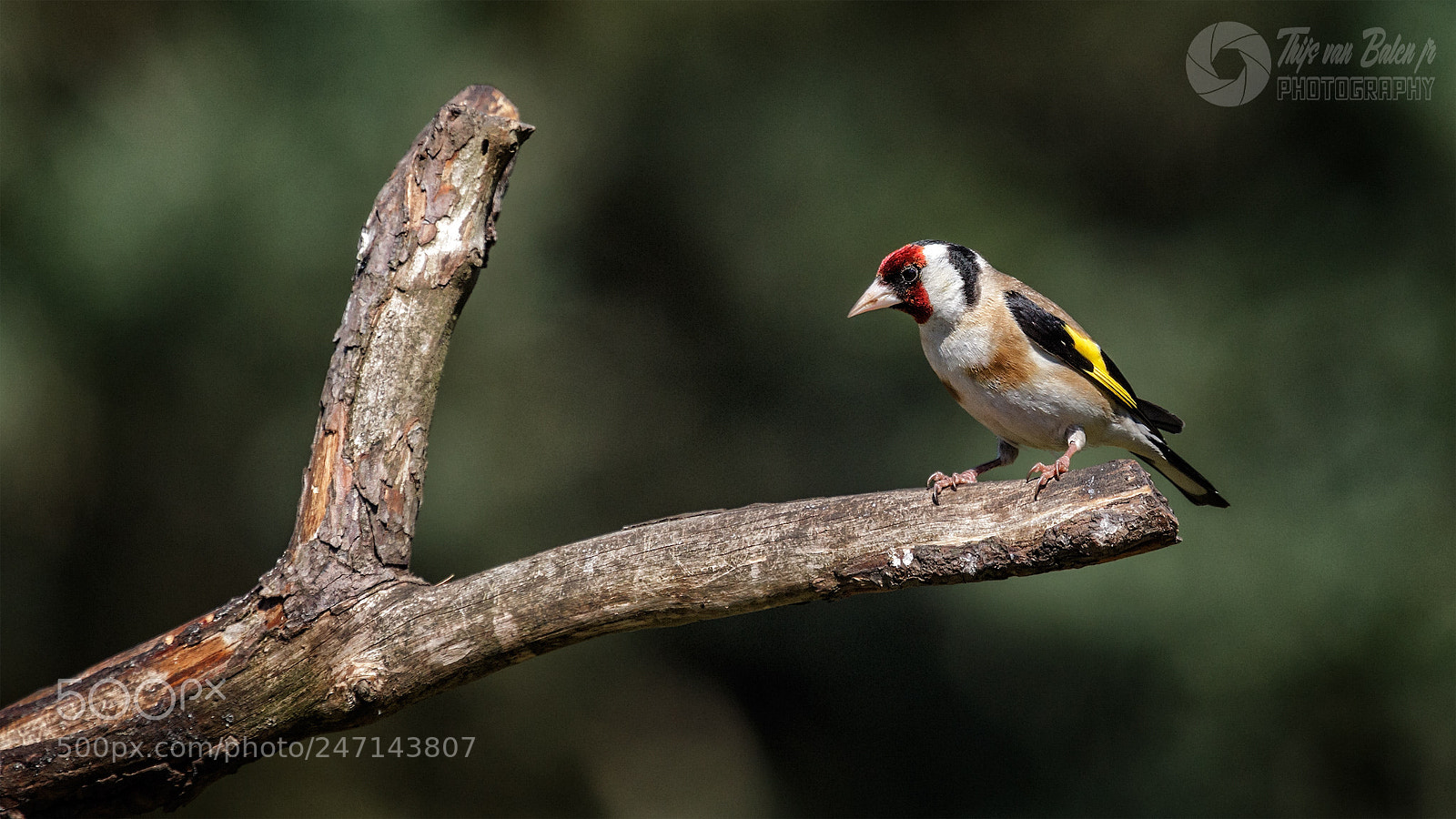 Canon EOS-1D Mark IV sample photo. European goldfinch (carduelis carduelis) photography
