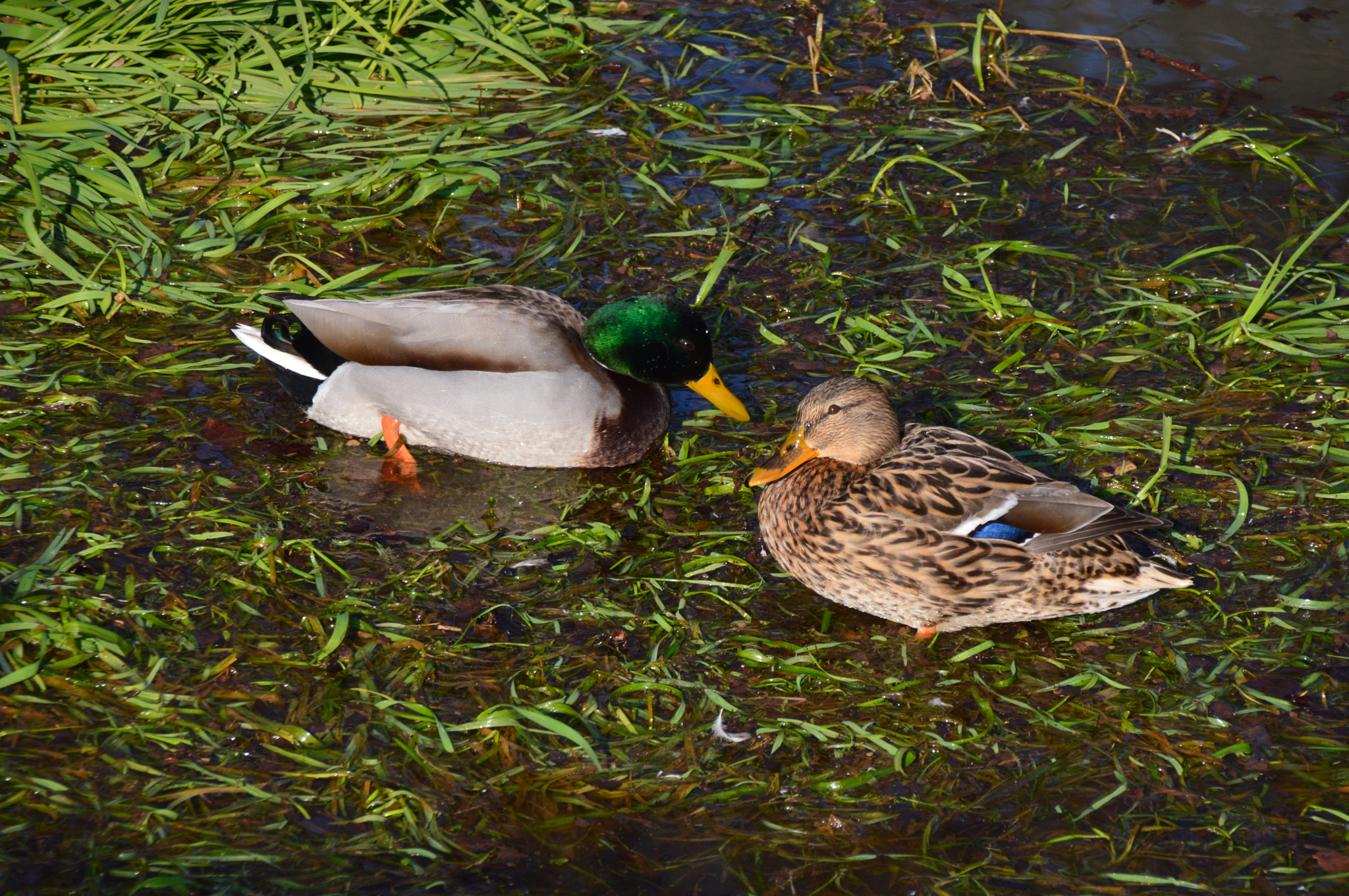 Sigma 18-250mm F3.5-6.3 DC Macro OS HSM sample photo. Partners photography