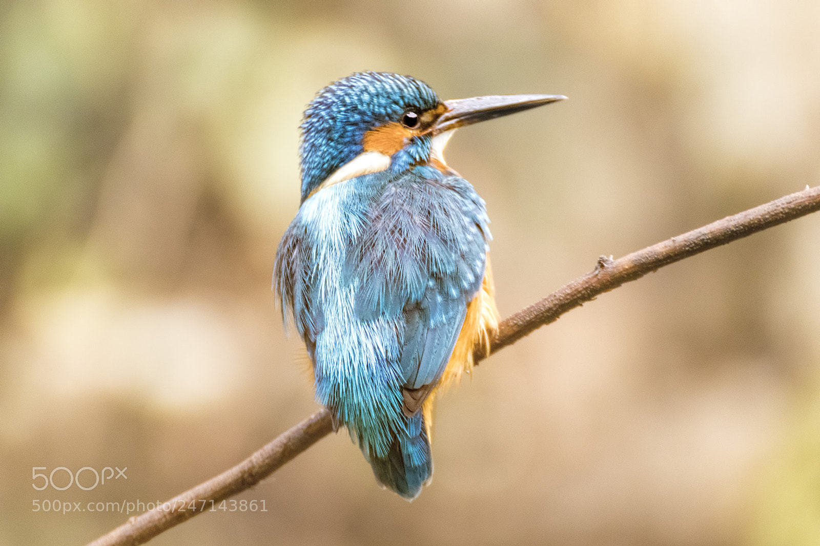 Canon EOS 80D sample photo. Precious feathers photography