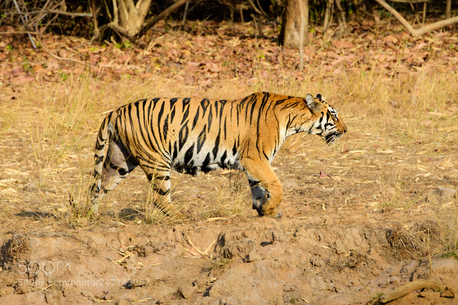 Nikon D500 sample photo. Tigress moving photography