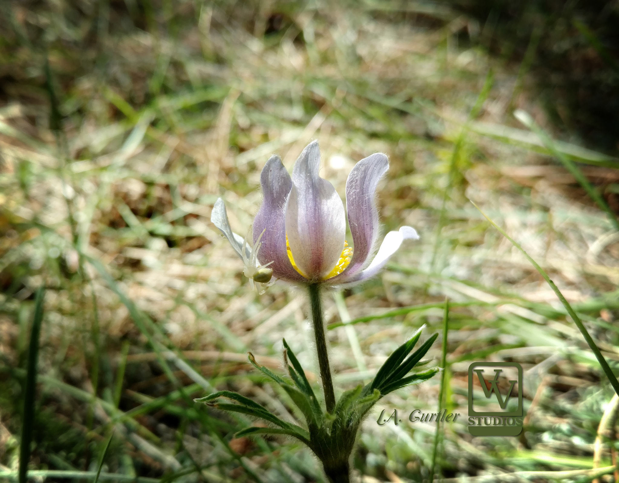Motorola DROID Turbo 2 sample photo. Pasque flower with spider photography