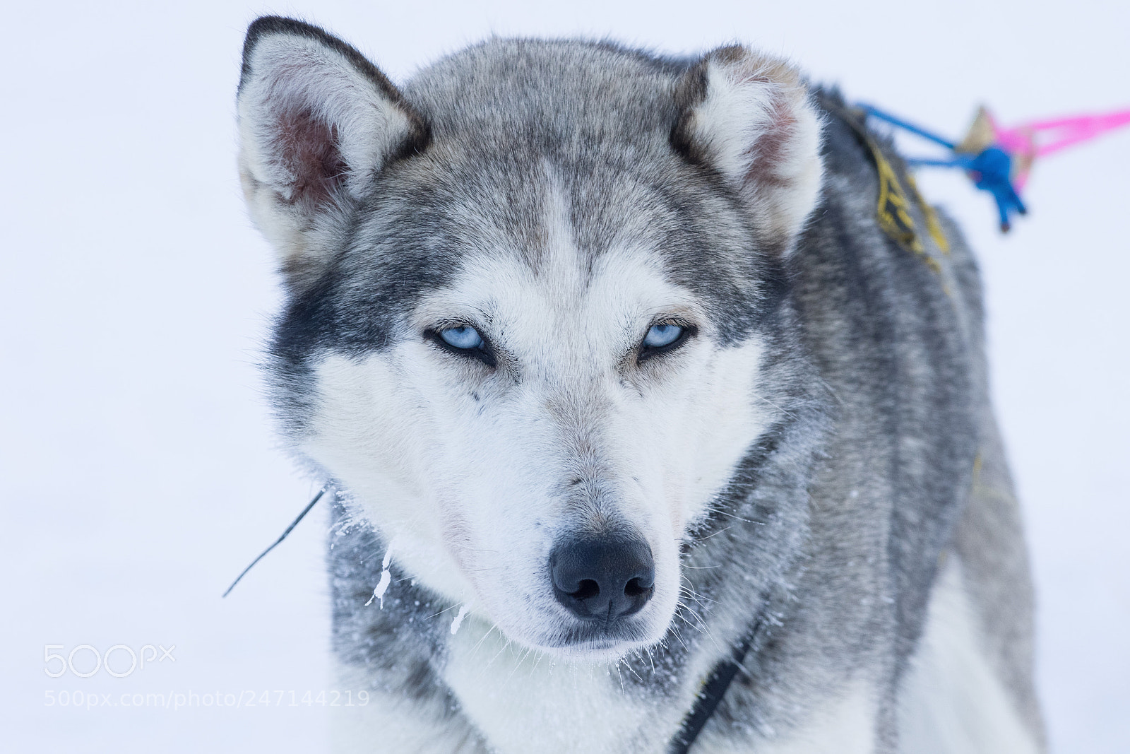 Pentax K-3 sample photo. Looking photography