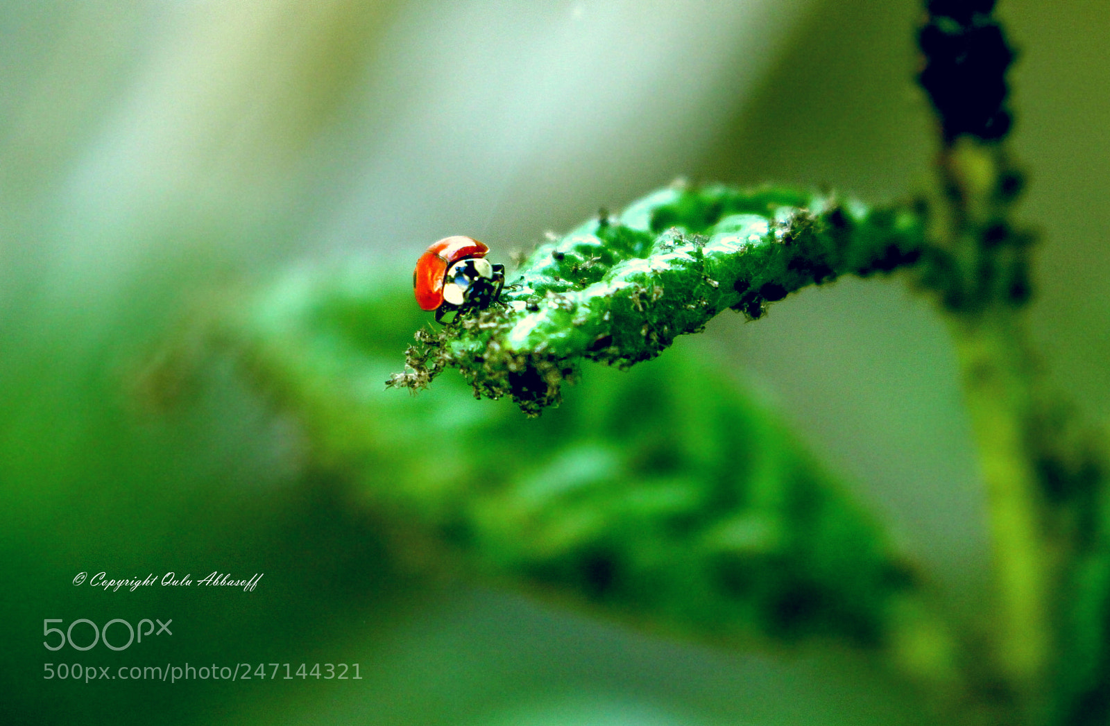 Canon EOS 50D sample photo. Untitled photography