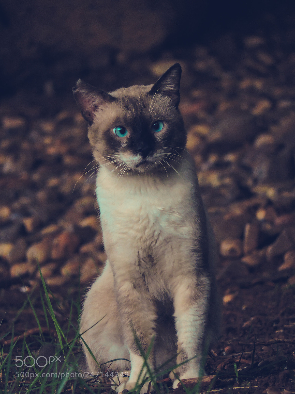 Nikon Coolpix P530 sample photo. Blue eyes cat photography