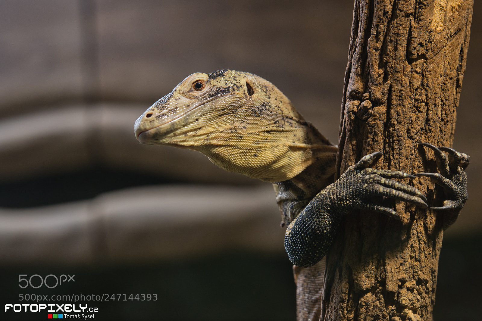 Nikon D600 sample photo. Varan komodský / komodo dragon photography
