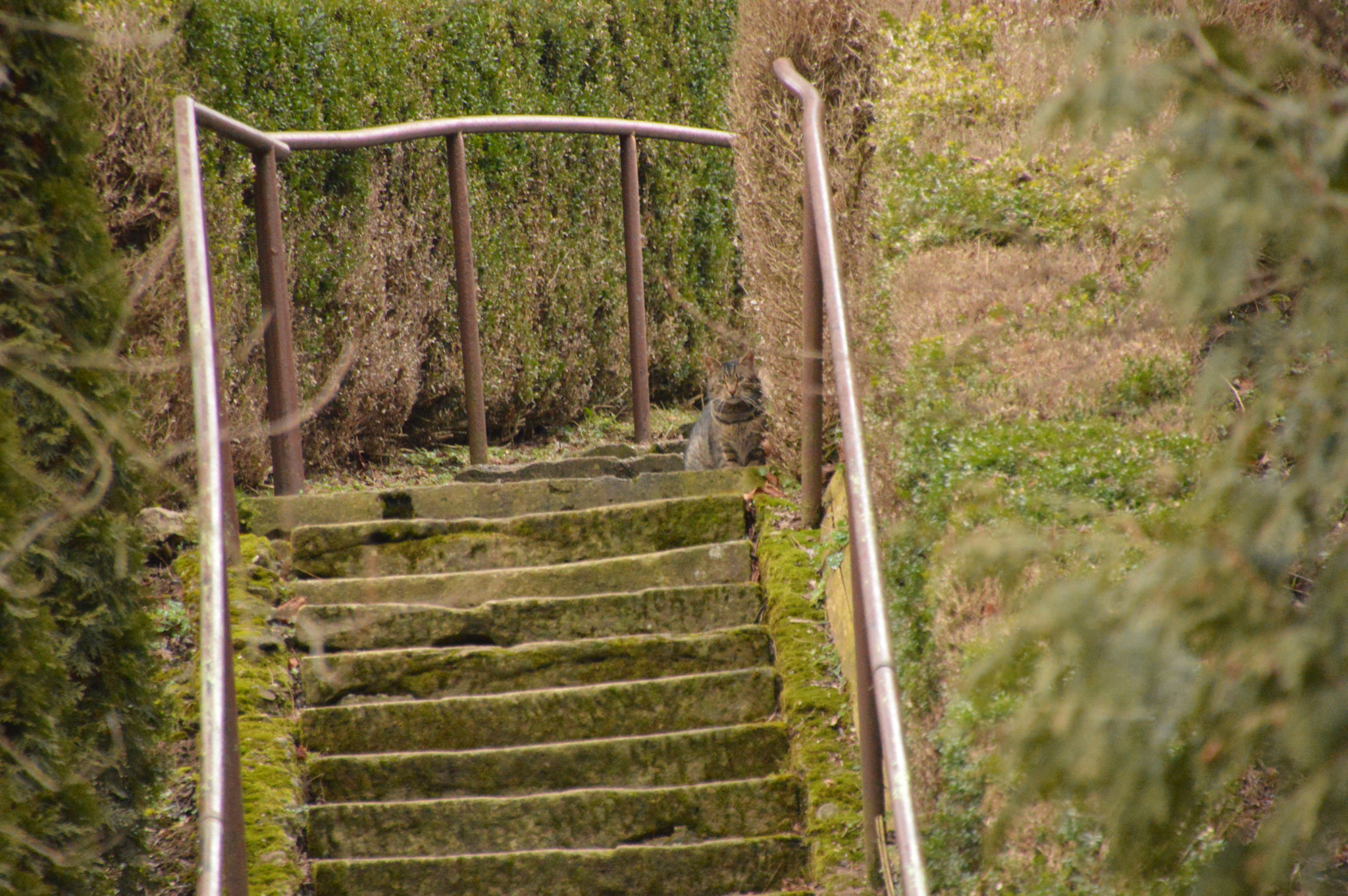 Sigma 18-250mm F3.5-6.3 DC Macro OS HSM sample photo. Secret agent cat photography