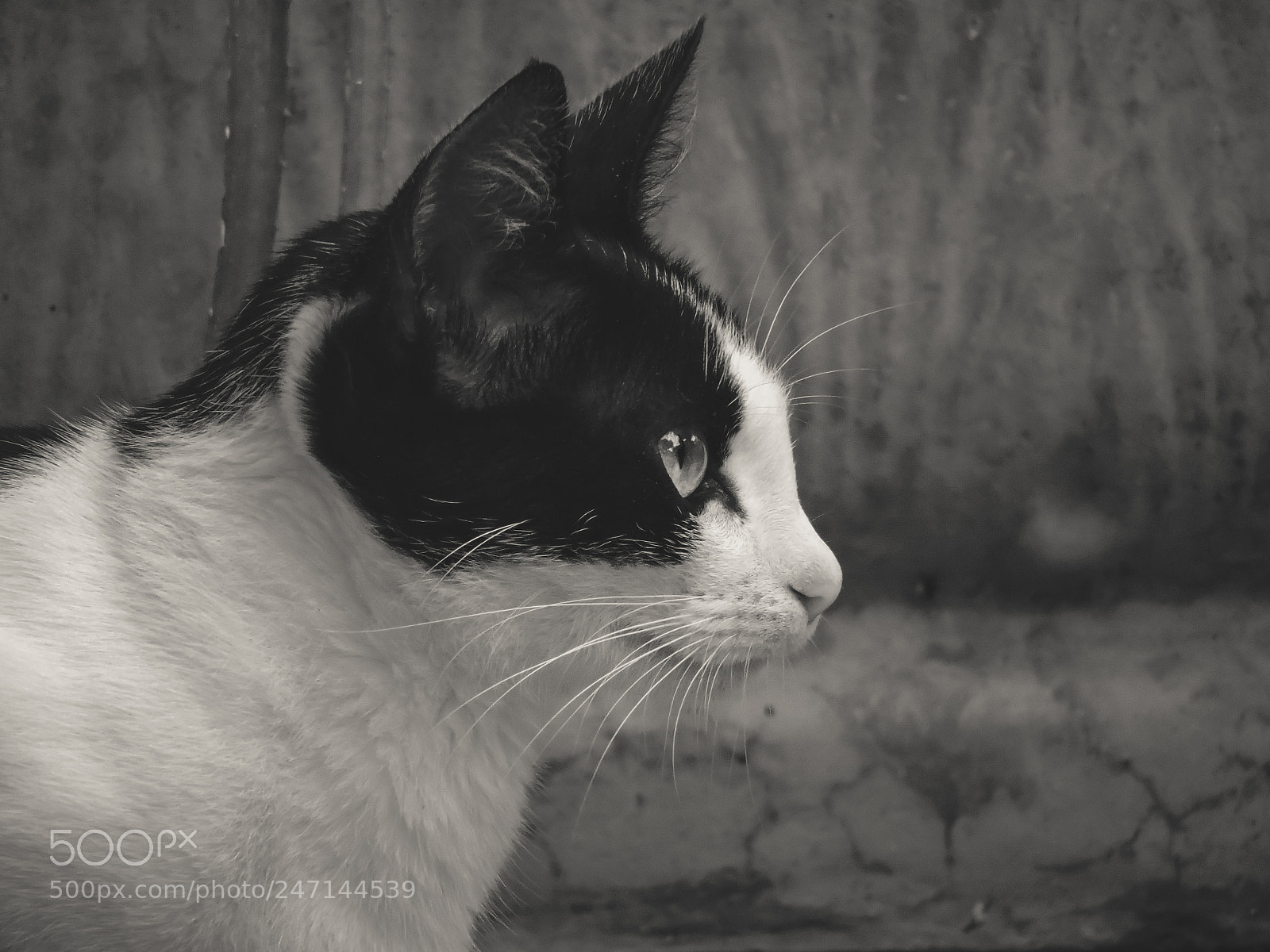 Nikon Coolpix P530 sample photo. B/w cat photography