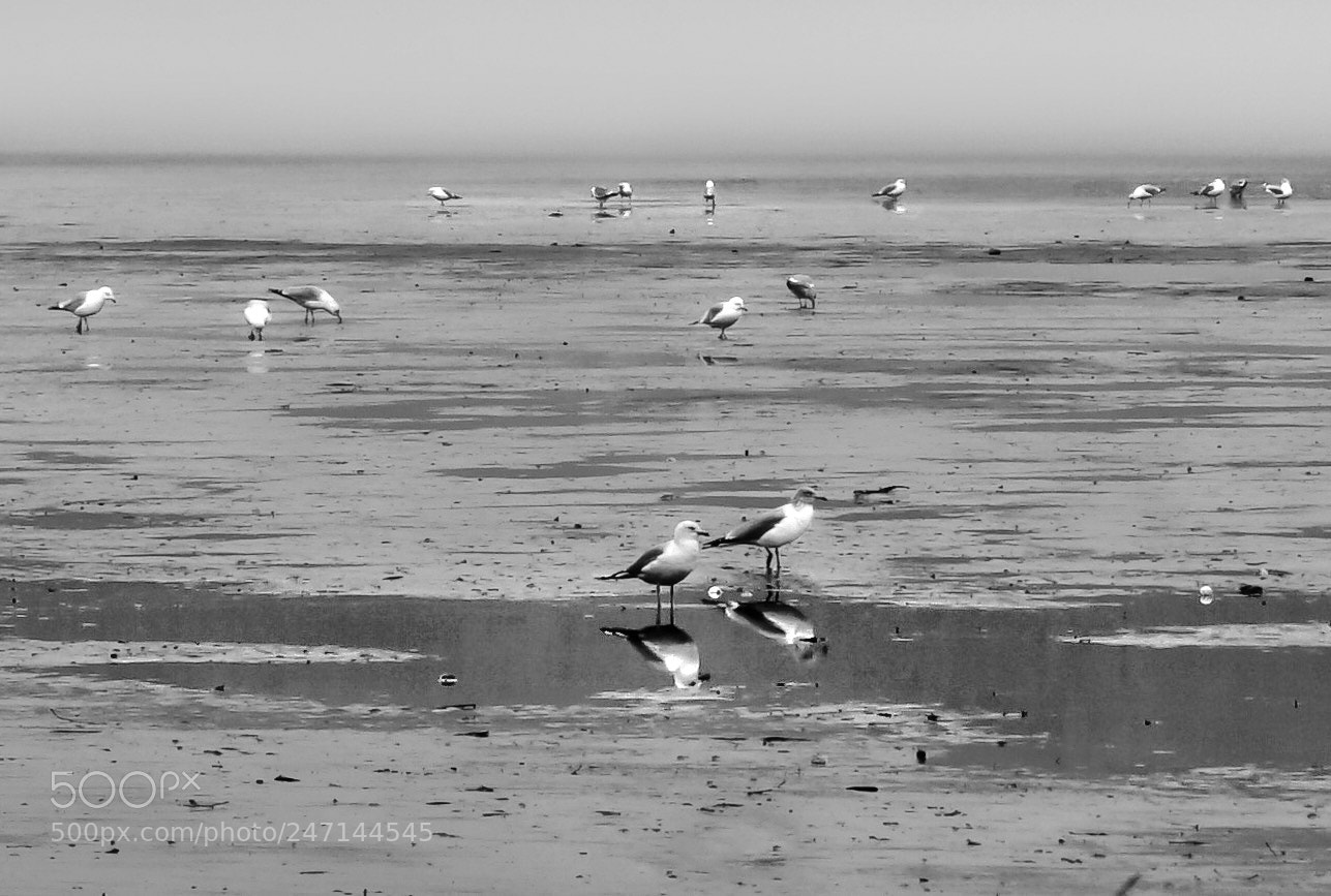 Sony a6300 sample photo. River at low tide photography