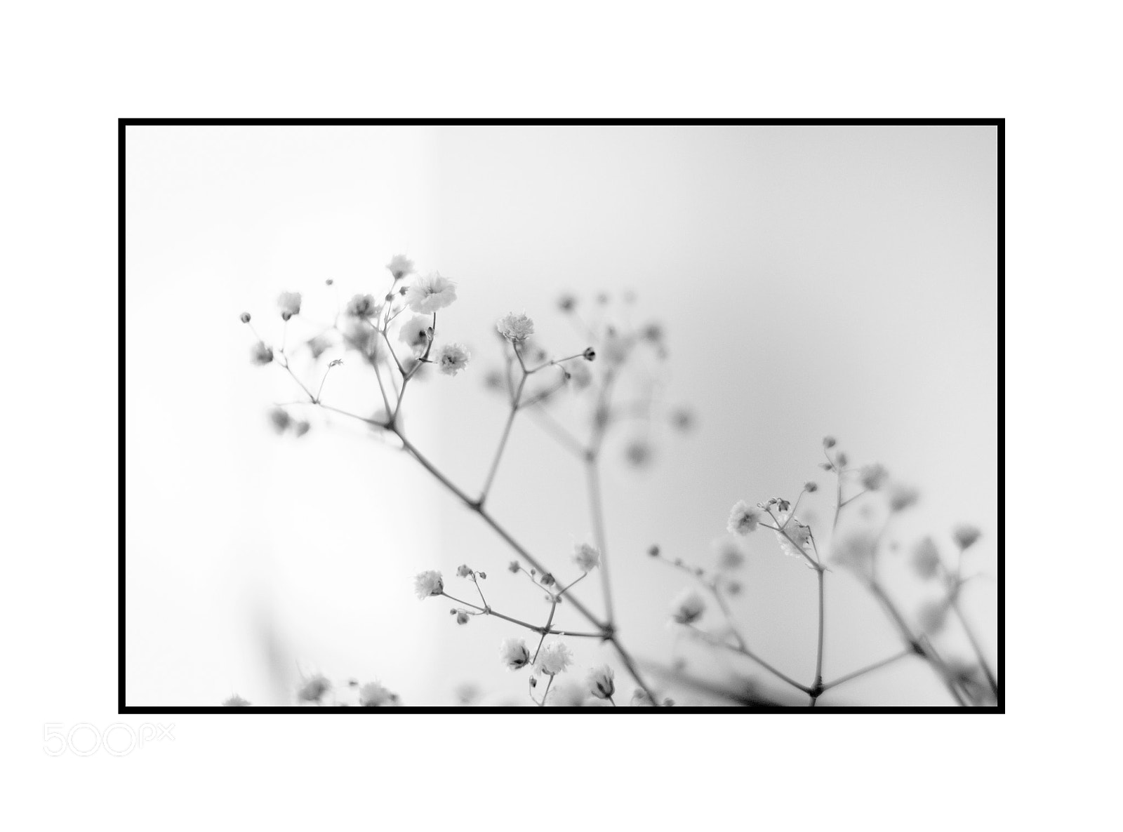 Fujifilm X-T1 sample photo. Gypsophelia photography