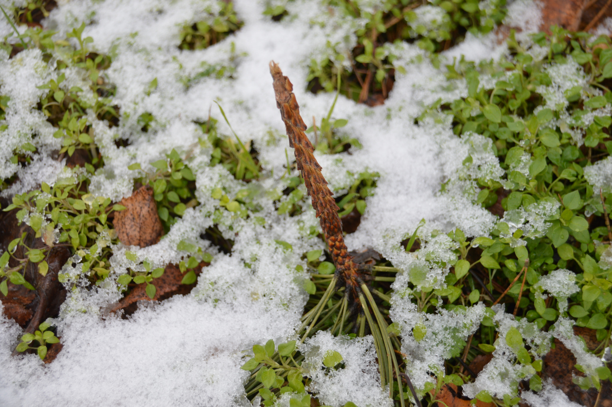 Nikon D3200 + Sigma 18-250mm F3.5-6.3 DC Macro OS HSM sample photo. Cone on snow photography