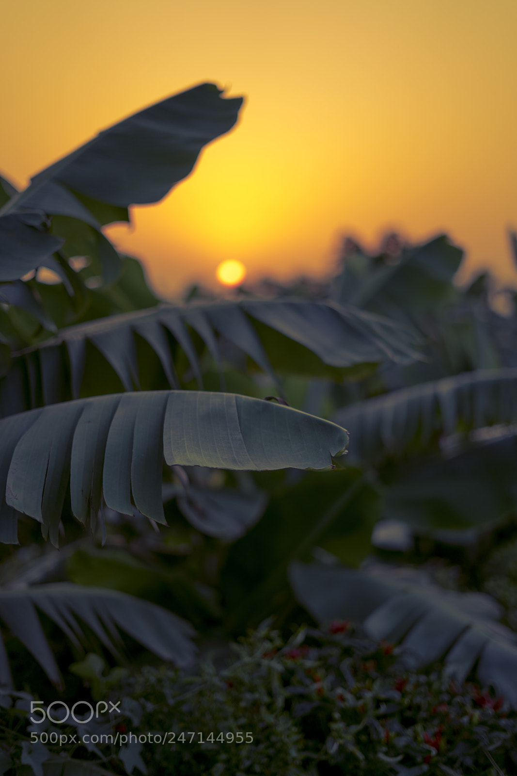 Sony a7R II sample photo. Sunset photography