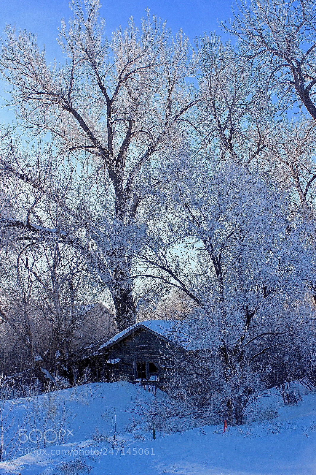 Canon EOS 600D (Rebel EOS T3i / EOS Kiss X5) sample photo. Succumbing to the winter photography