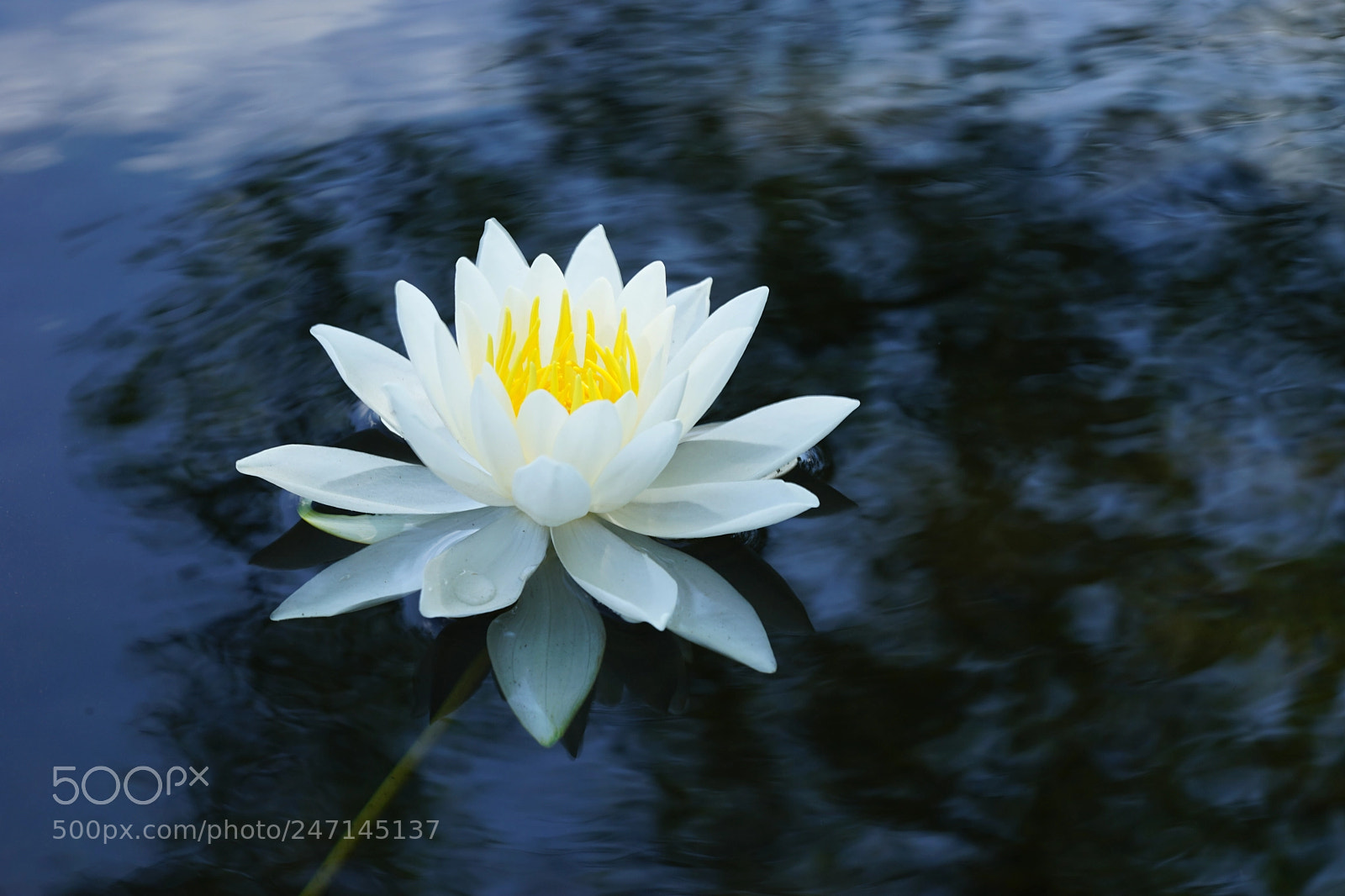 Sony a7 II sample photo. Wild water lily photography