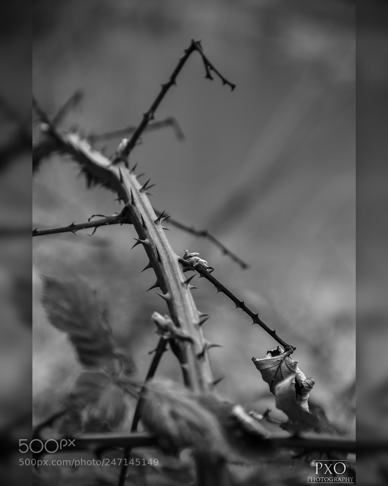 Canon EOS 77D (EOS 9000D / EOS 770D) sample photo. Thorns. photography