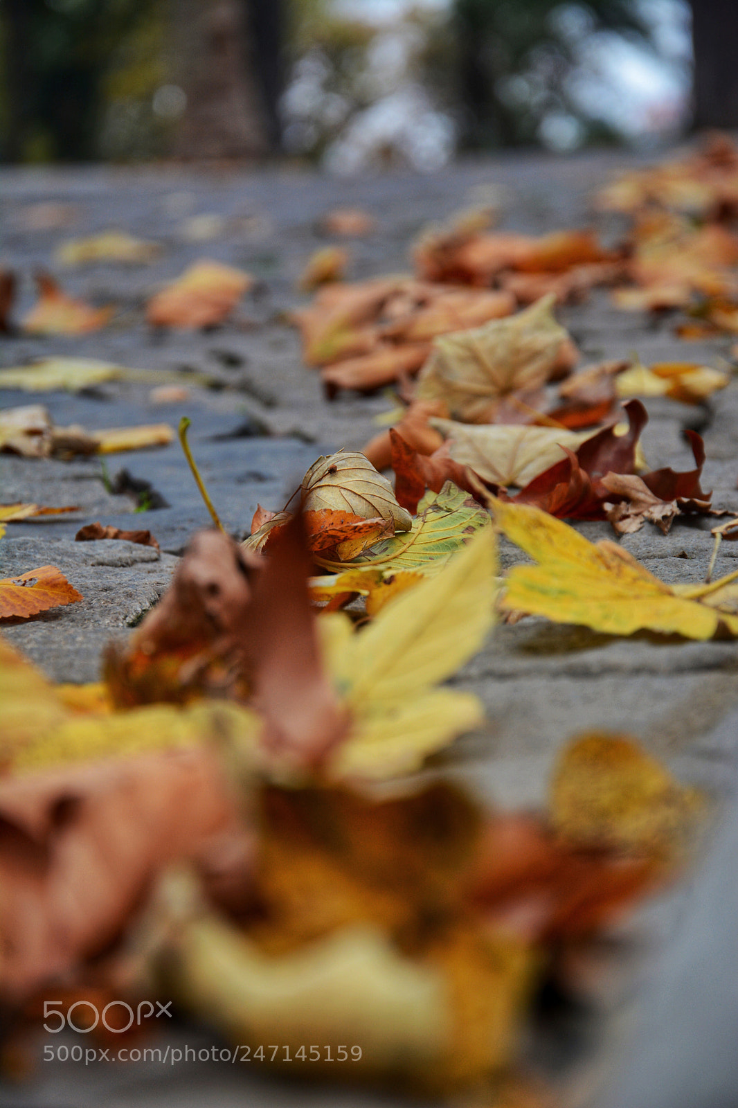 Nikon D7100 sample photo. Autmn... photography