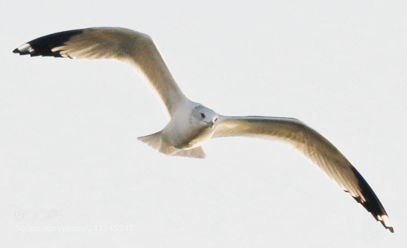Canon EOS 7D Mark II sample photo. Seagull photography