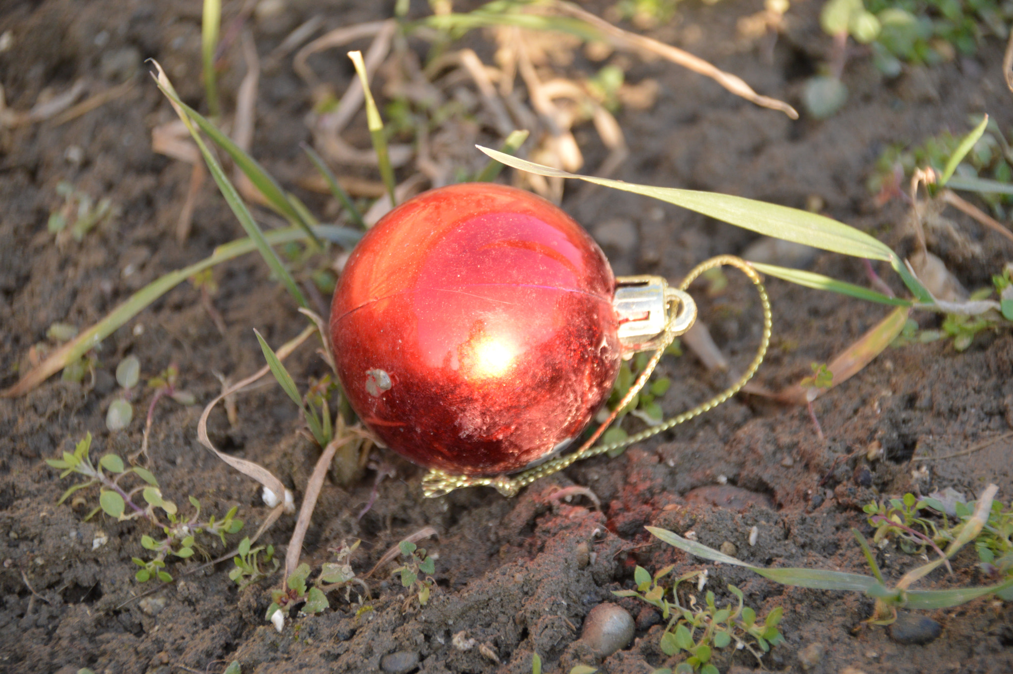 Nikon D3200 + Sigma 18-250mm F3.5-6.3 DC Macro OS HSM sample photo. Forgotten christmas photography