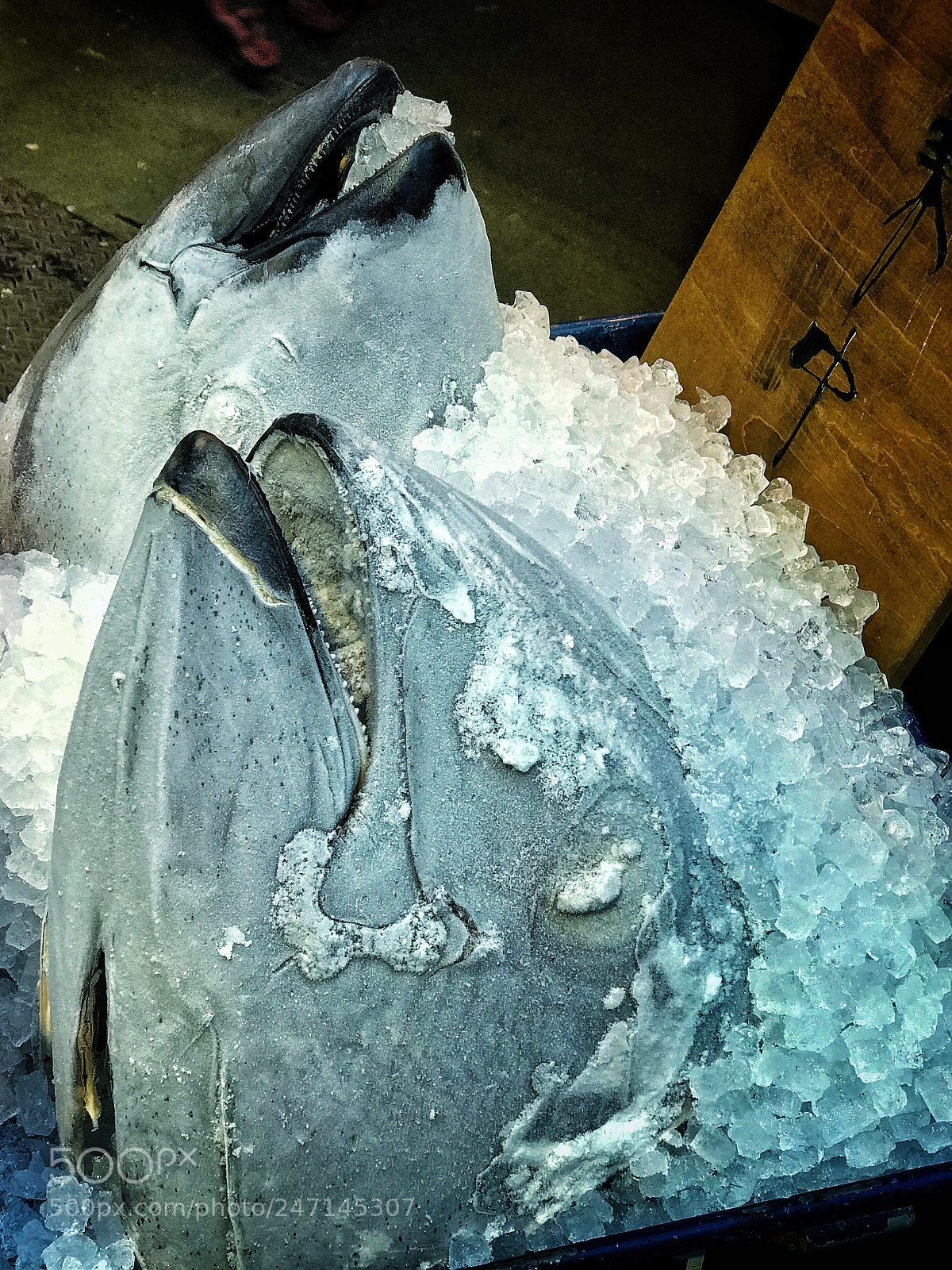 Apple iPhone 7 Plus sample photo. Tsukiji fish market photography