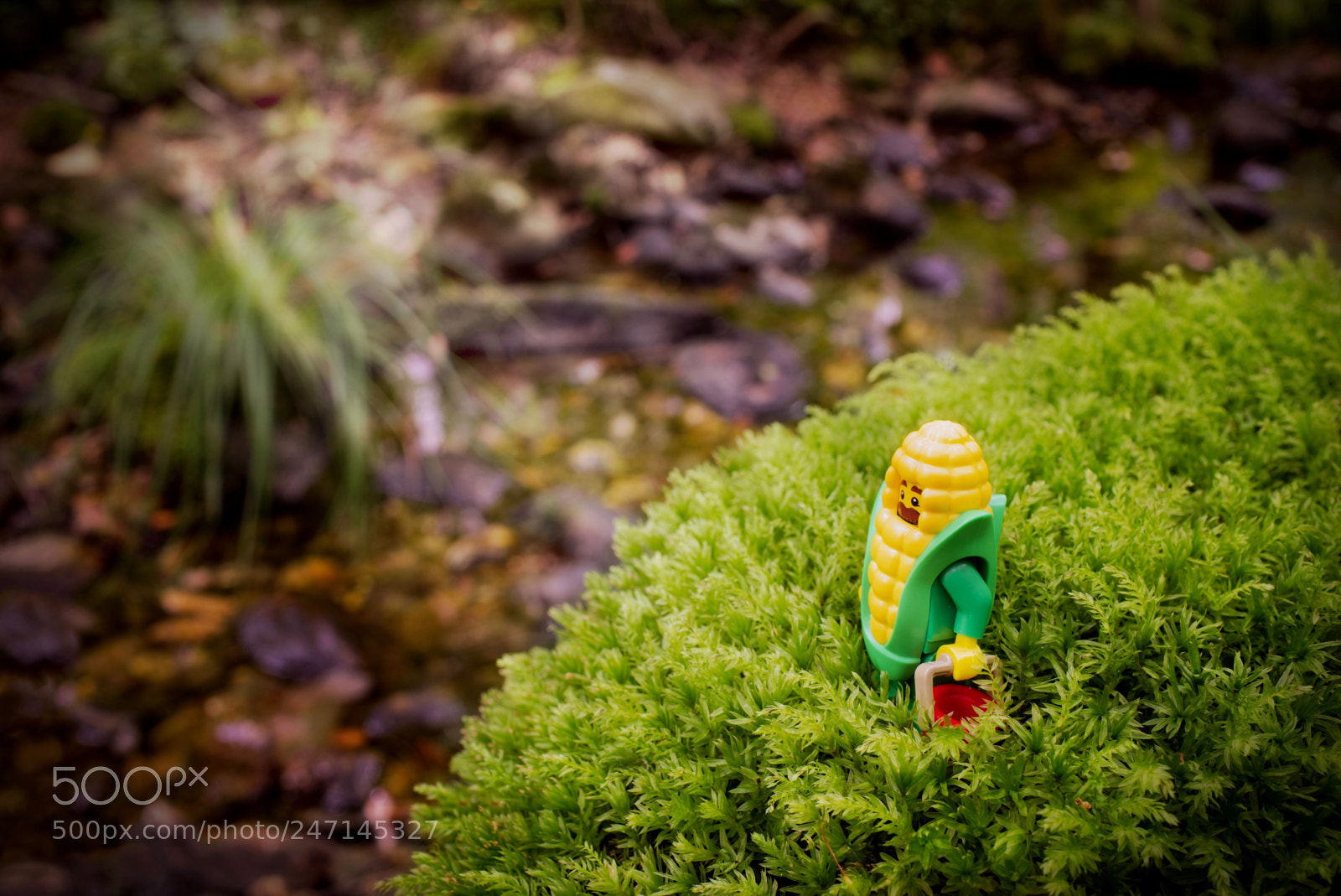 Fujifilm X100T sample photo. Corn on moss photography