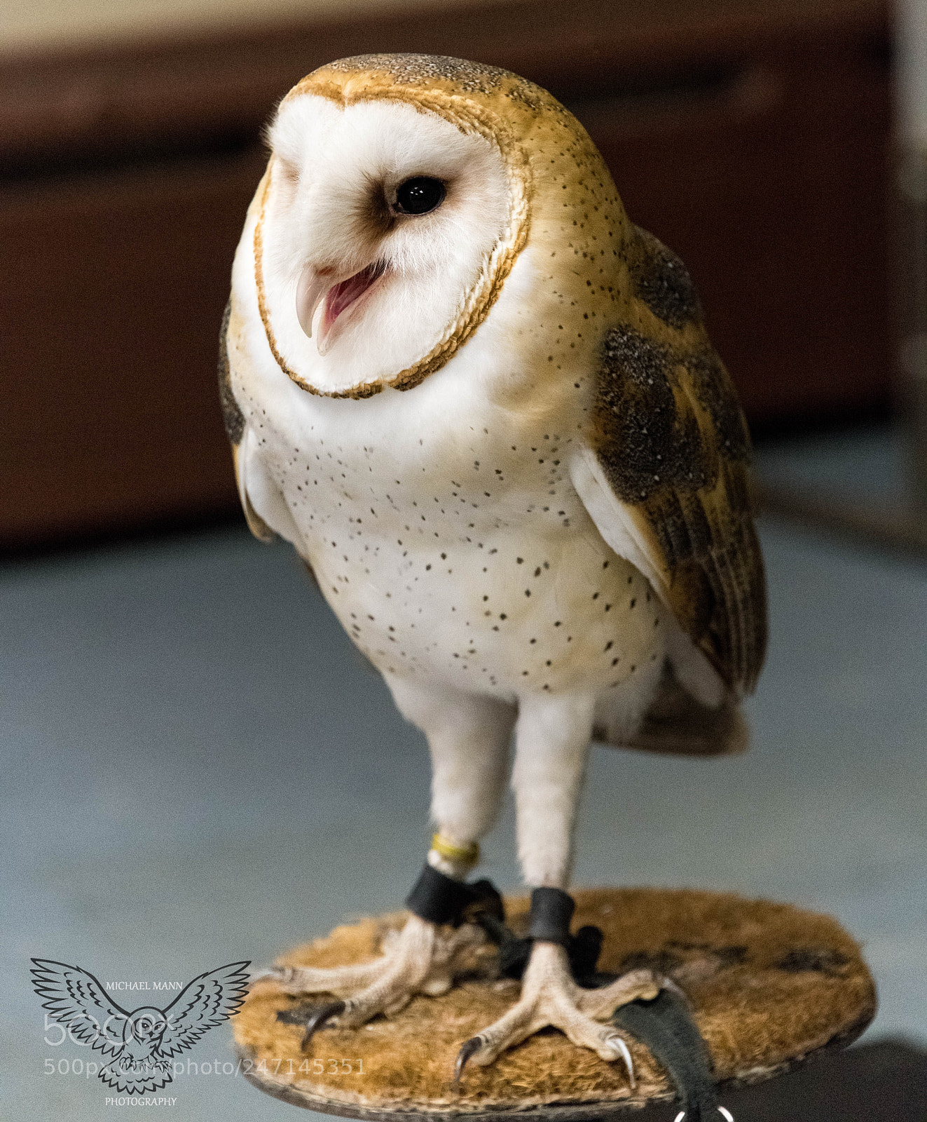 Nikon D850 sample photo. Barn owl (captive) photography