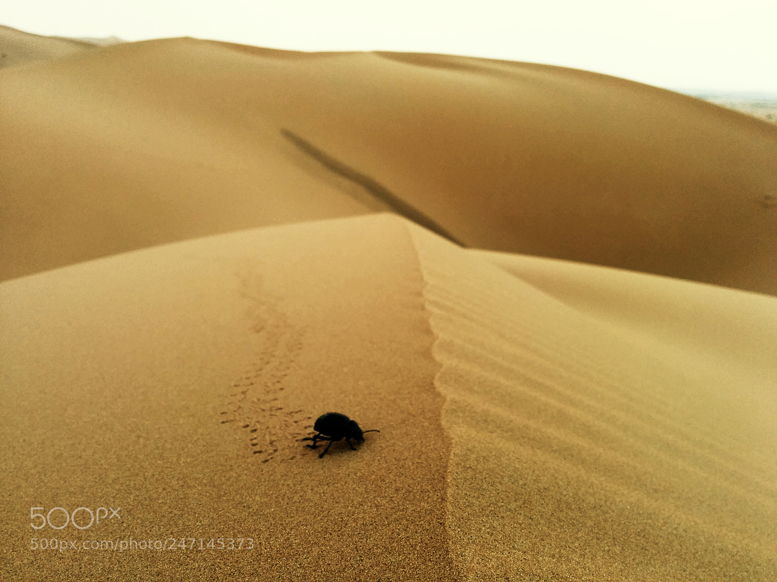 LG Nexus 5 sample photo. Life in the desert photography