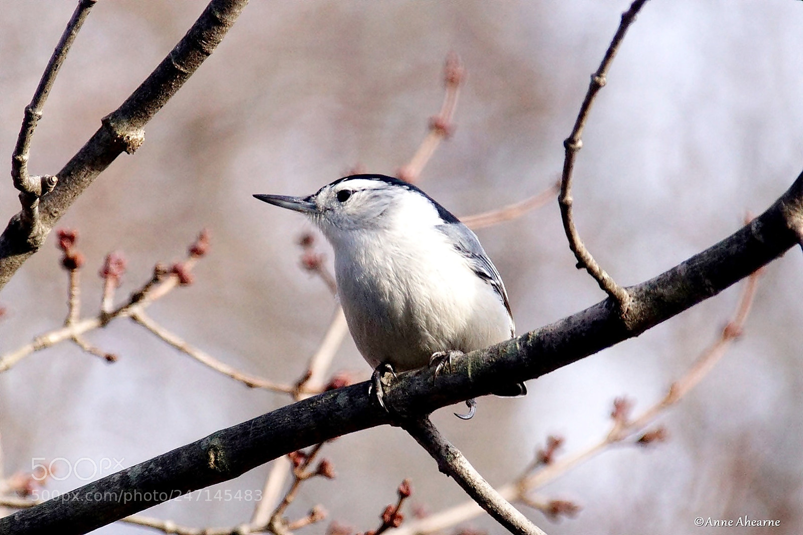Sony ILCA-77M2 sample photo. White-breasted nuthatch photography