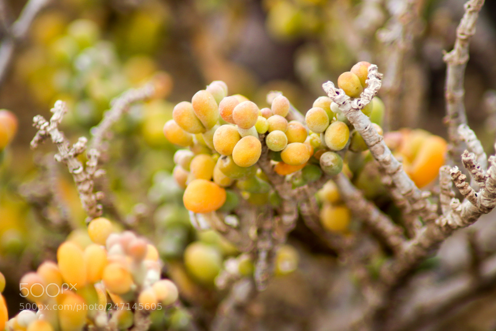 Canon EOS 77D (EOS 9000D / EOS 770D) sample photo. Bild photography