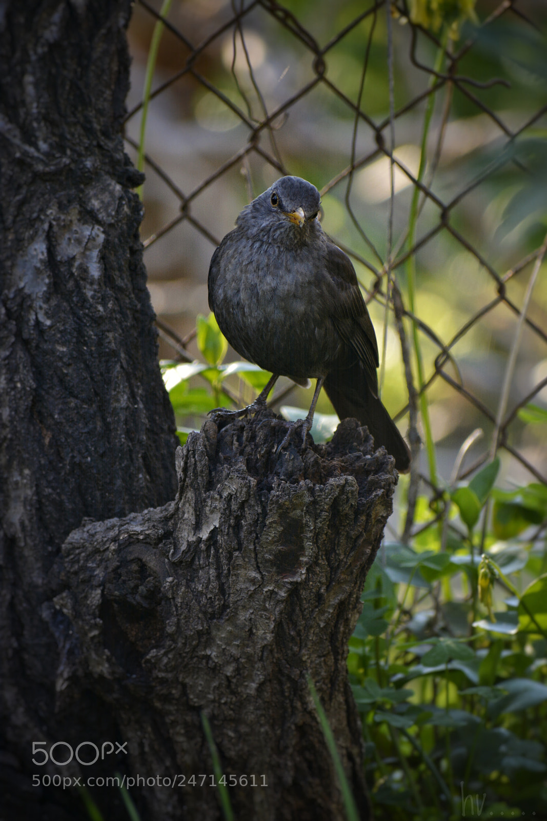 Nikon D7100 sample photo. Merlette photography