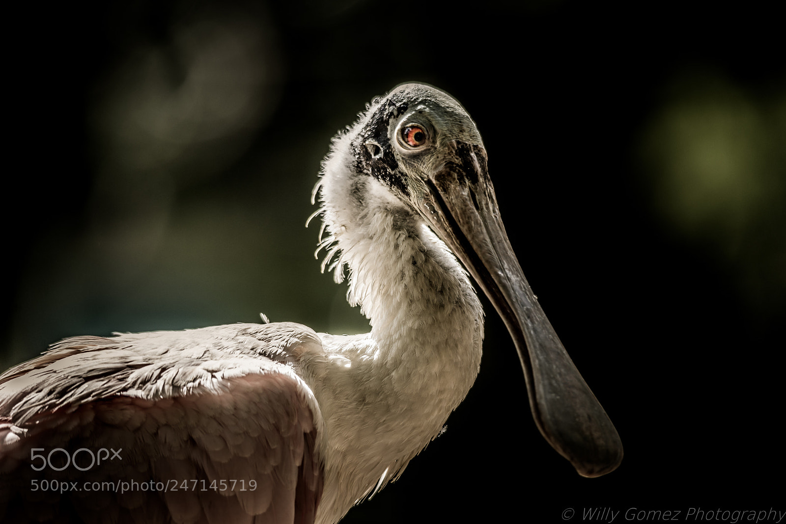Nikon D610 sample photo. Rosetta spoonbill photography