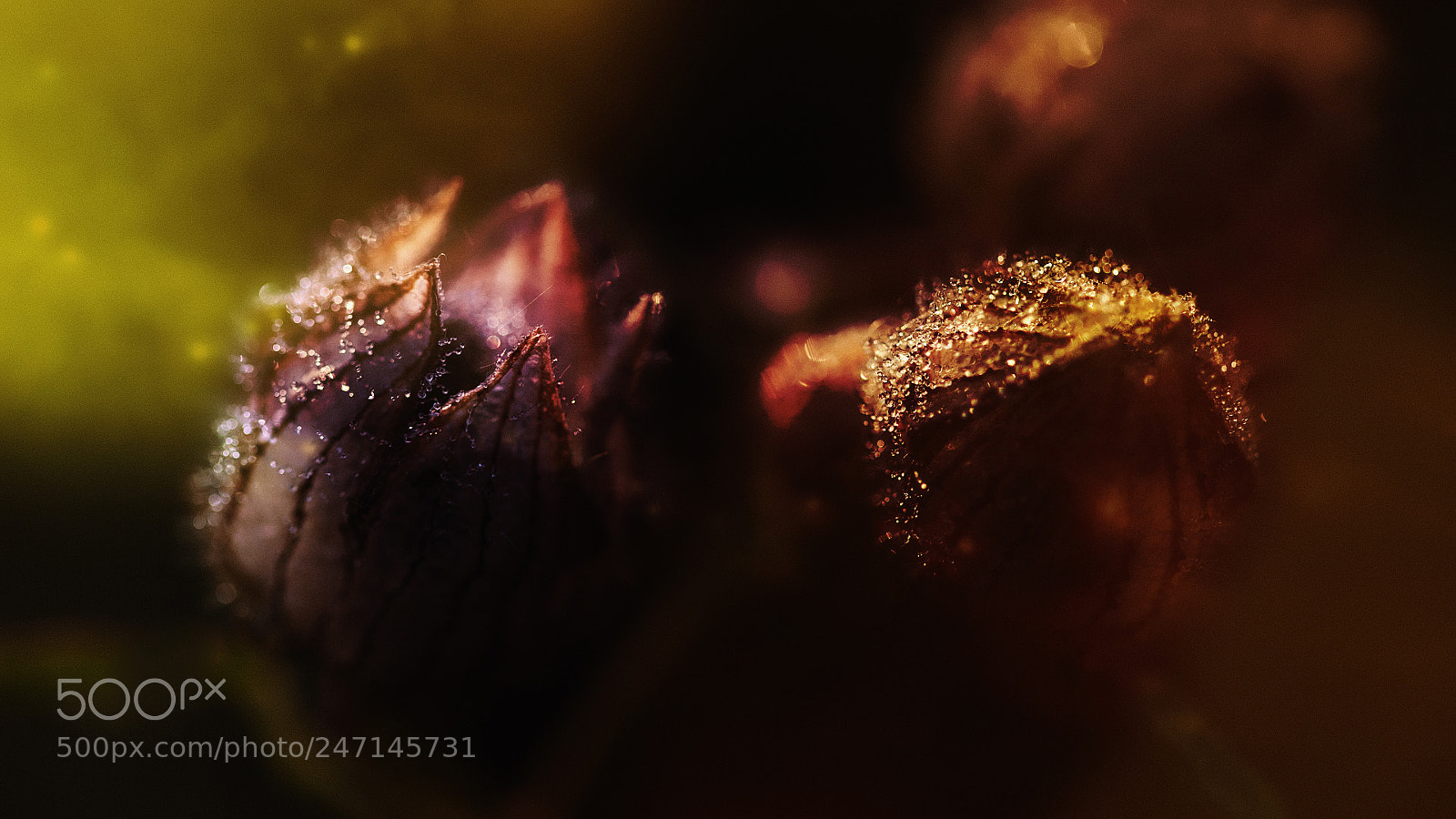Canon EOS 5D sample photo. - photography