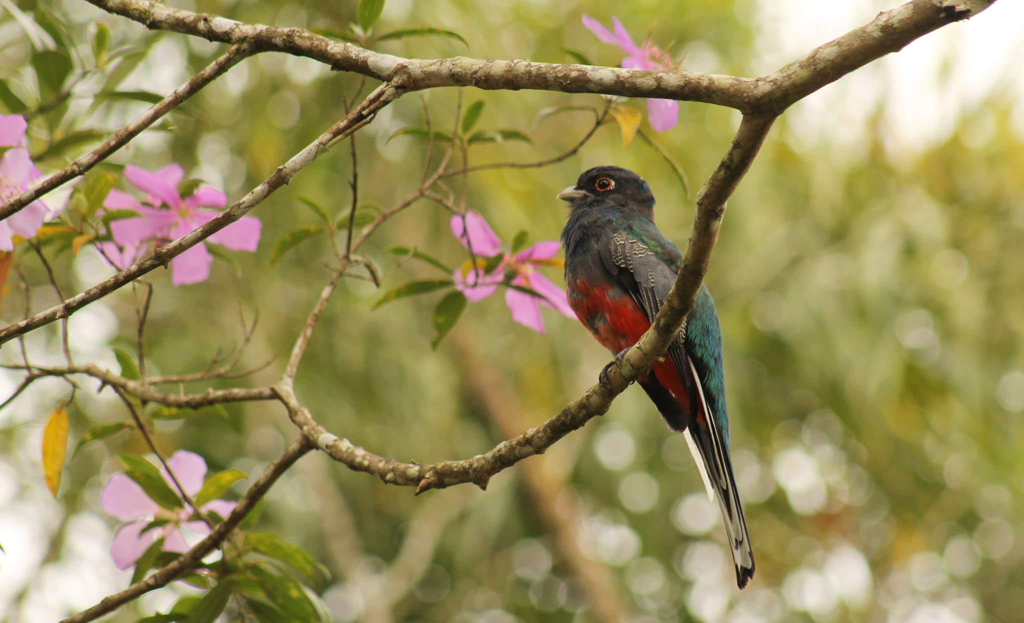 Canon EF 75-300mm f/4-5.6 USM sample photo. Blue-crowned trogon photography