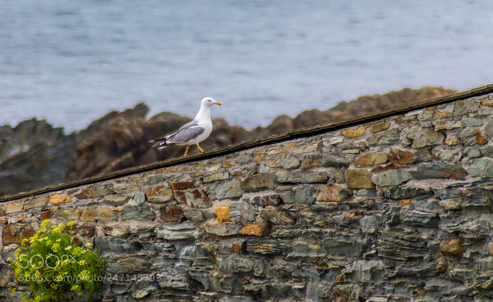 Nikon D3200 sample photo. Seagull walking photography