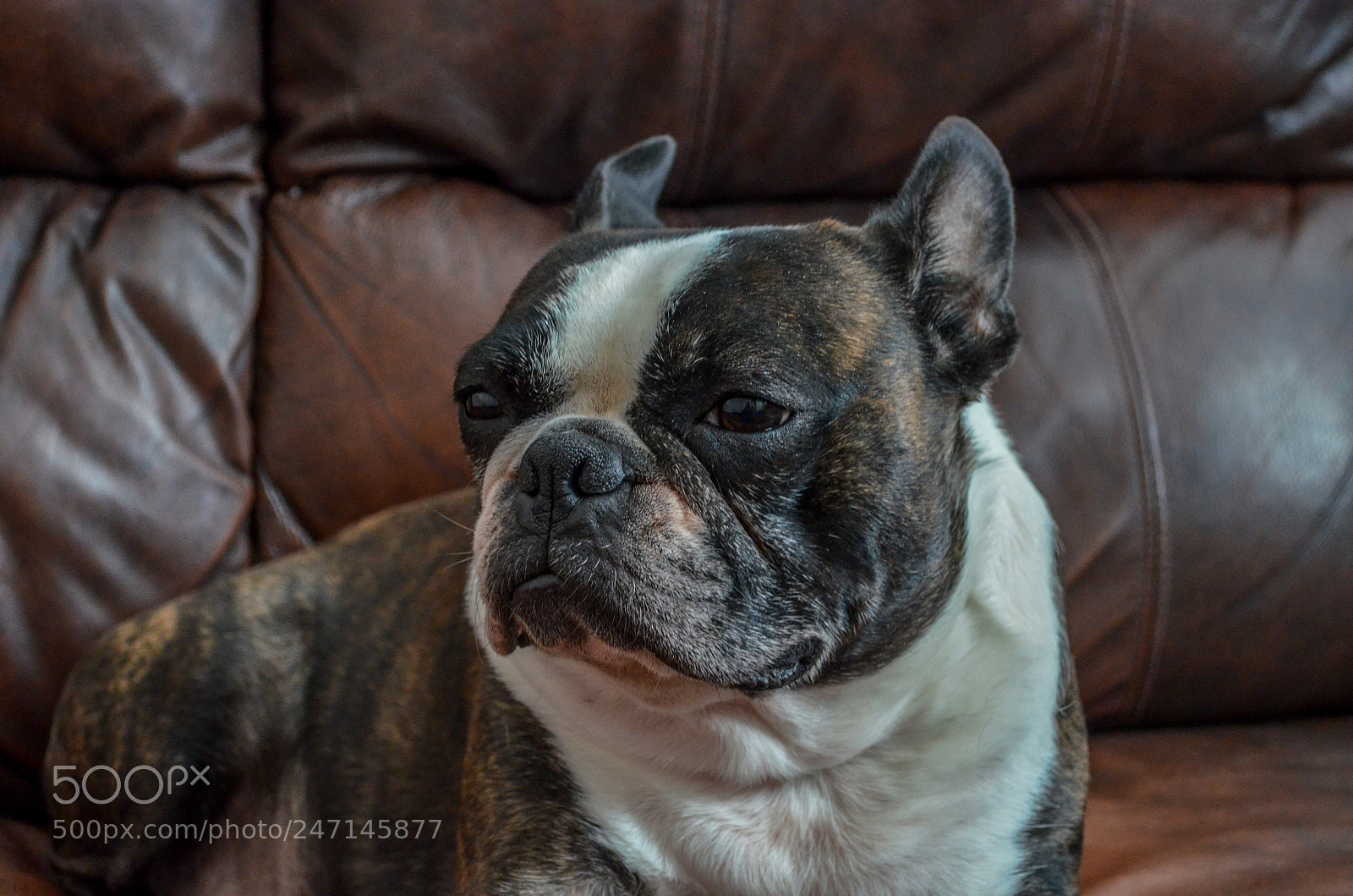 Nikon D5100 sample photo. Harley photography