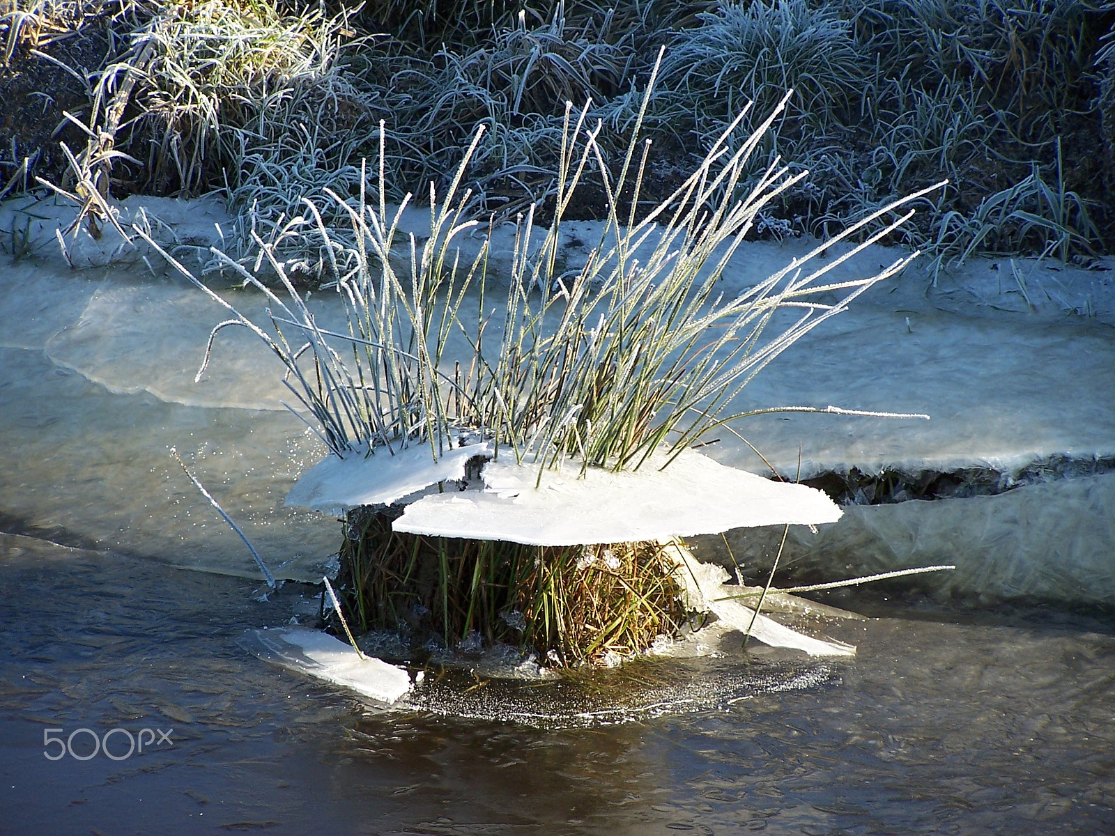 Kodak DX6490 ZOOM DIGITAL CAMERA sample photo. Frozen lake grass on a cold winters day photography