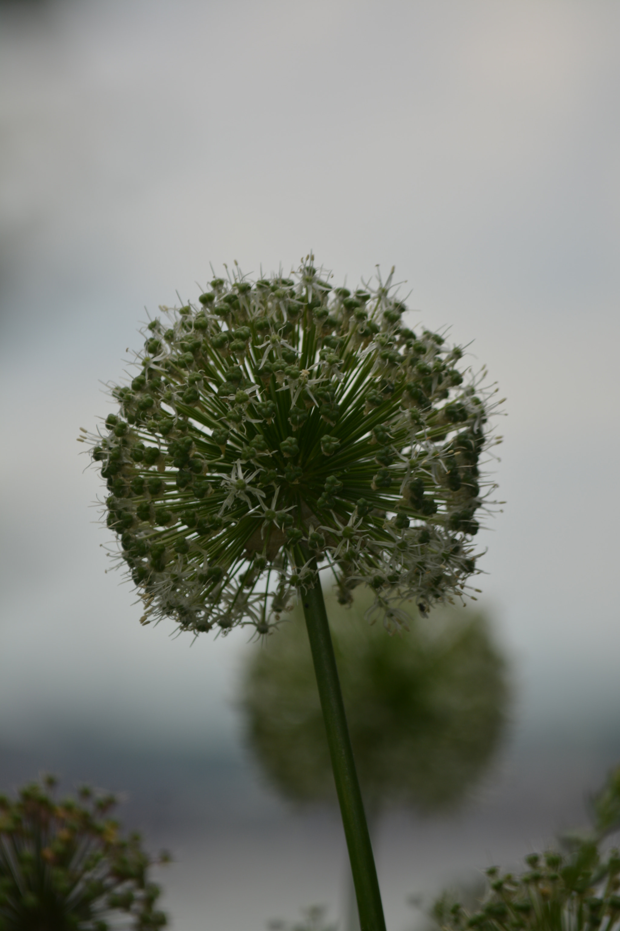Nikon D5200 sample photo