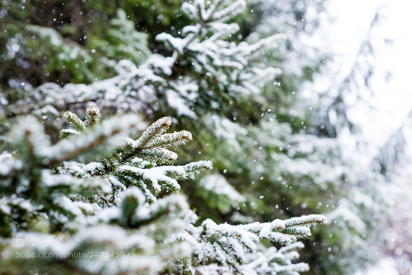Nikon D610 sample photo. Evergreen snow photography