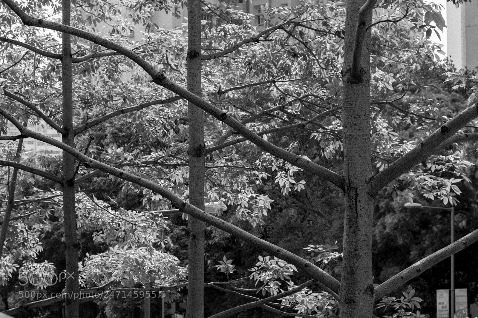 Nikon D7100 sample photo. Trees b&w photography