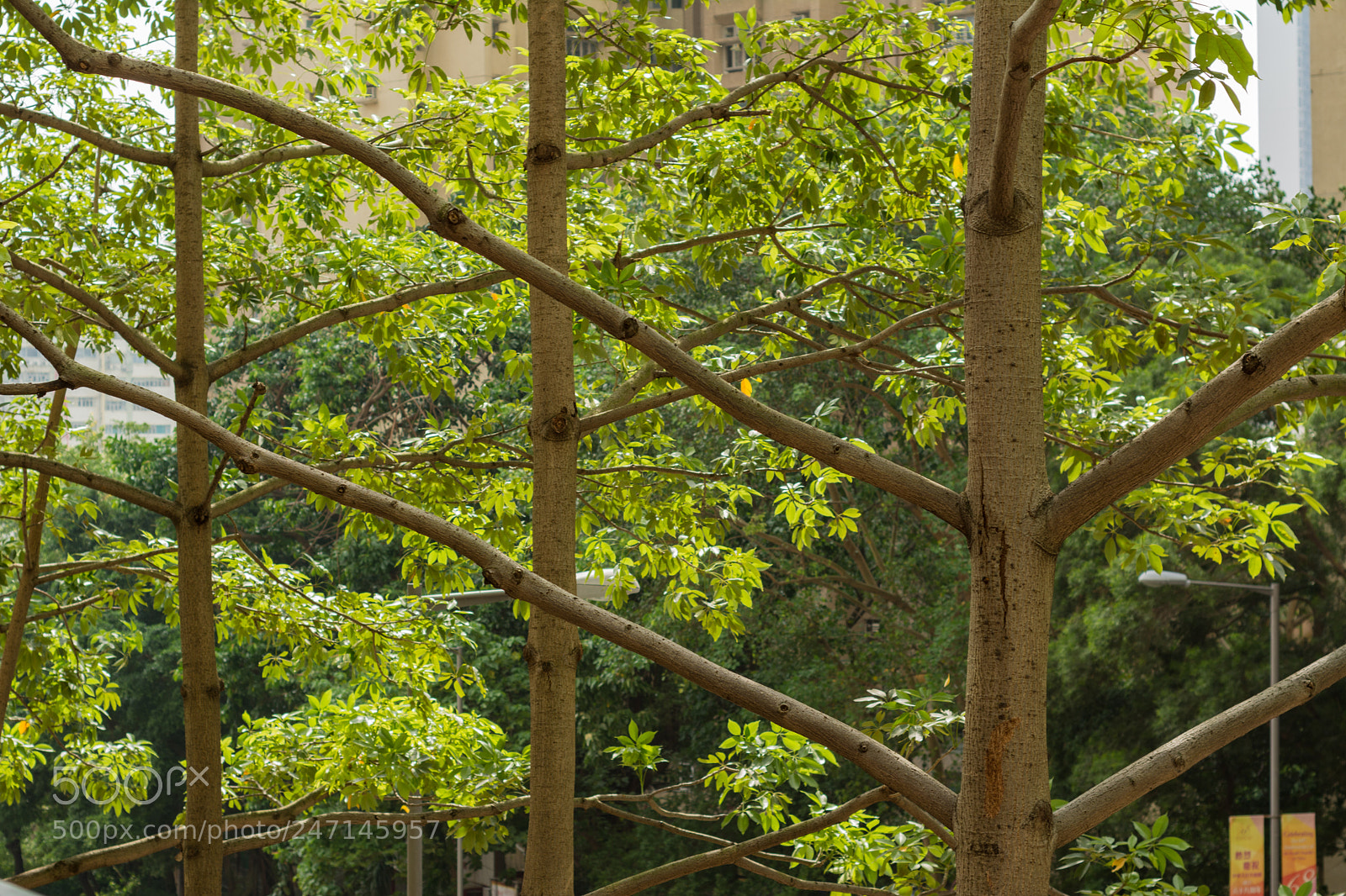 Nikon D7100 sample photo. Trees photography